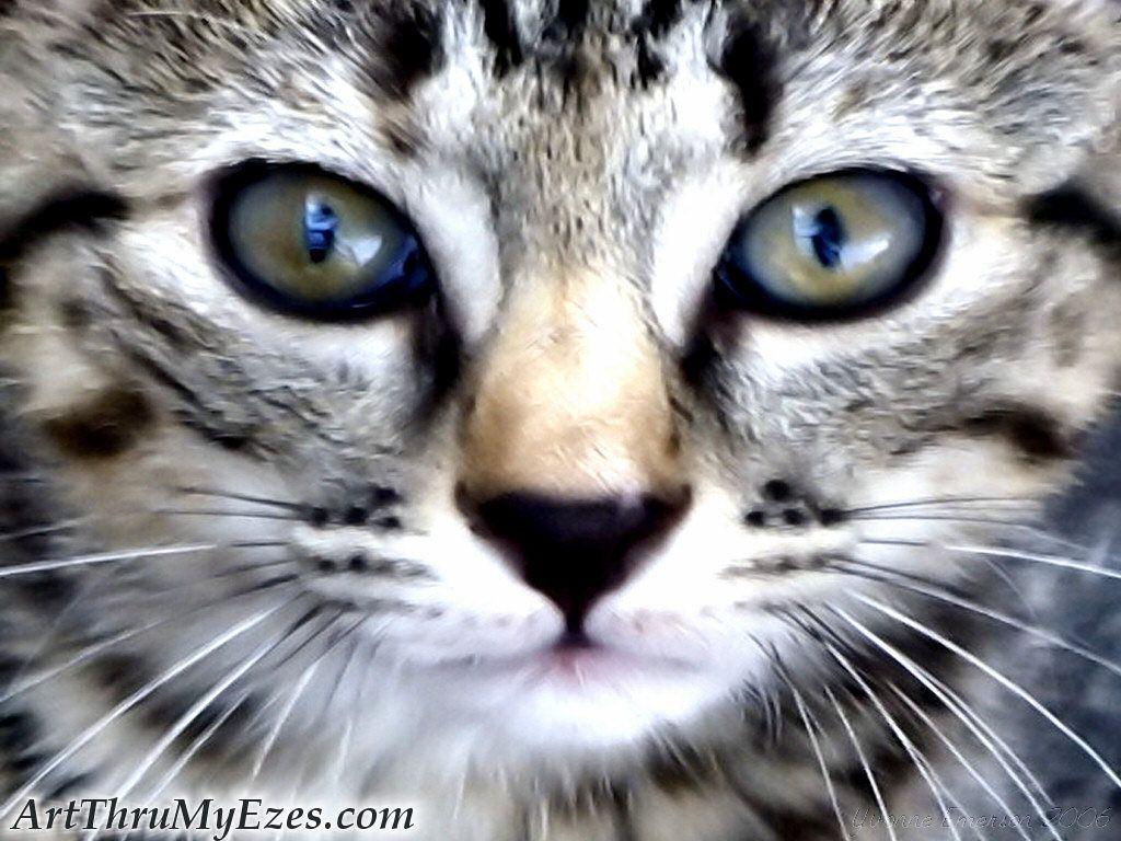 1024x768 Free download My Wallpaper Corner Best Cat Face Wallpaper [1024x768] for your Desktop, Mobile & Tablet. Explore Top Cat Wallpaper. Cartoon Cat Wallpaper, Black Cat Wallpaper, Kitten Desktop Wallpaper