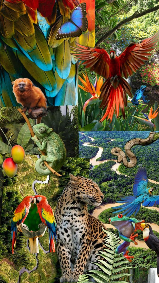 675x1200 Amazon Rainforest Animals Collage