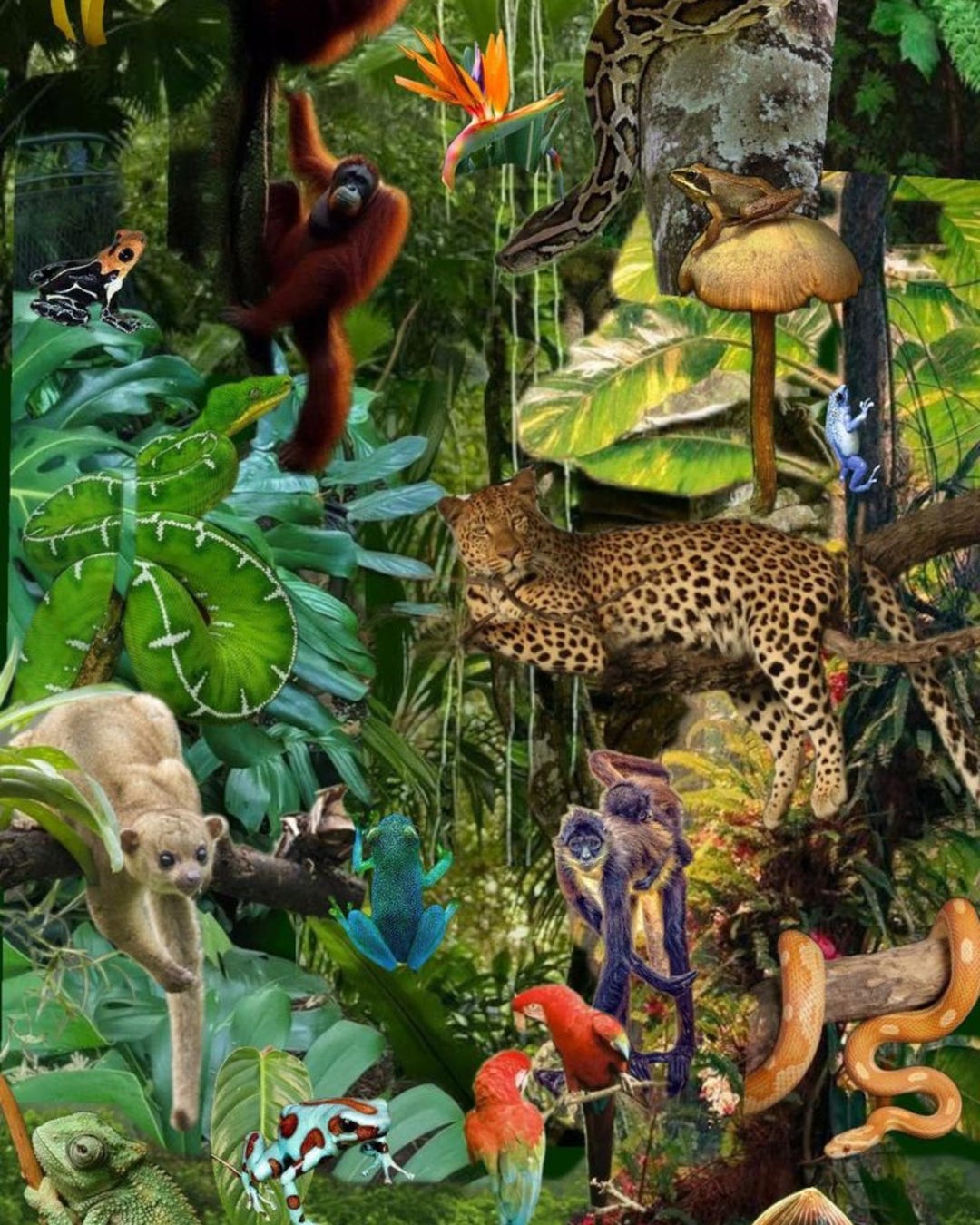 1080x1350 Jungle Animal Print: Tropical Wildlife, Exotic Nature Scene (16x20 Digital Download)