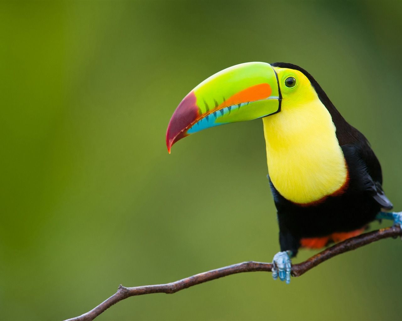 1280x1024 Toucan rainforest Animal High Quality Wallpaper