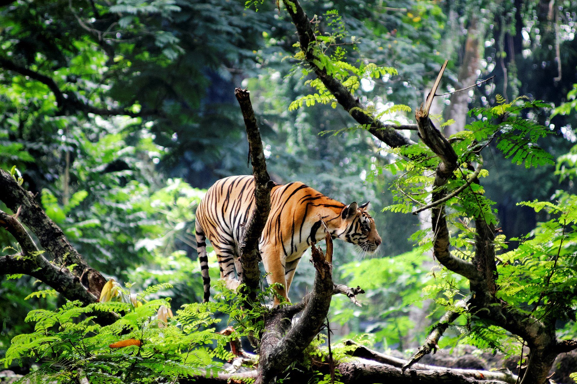 1920x1280 Majestic Tiger Roaming the Lush Jungle Forest Animal Wallpaperx1333