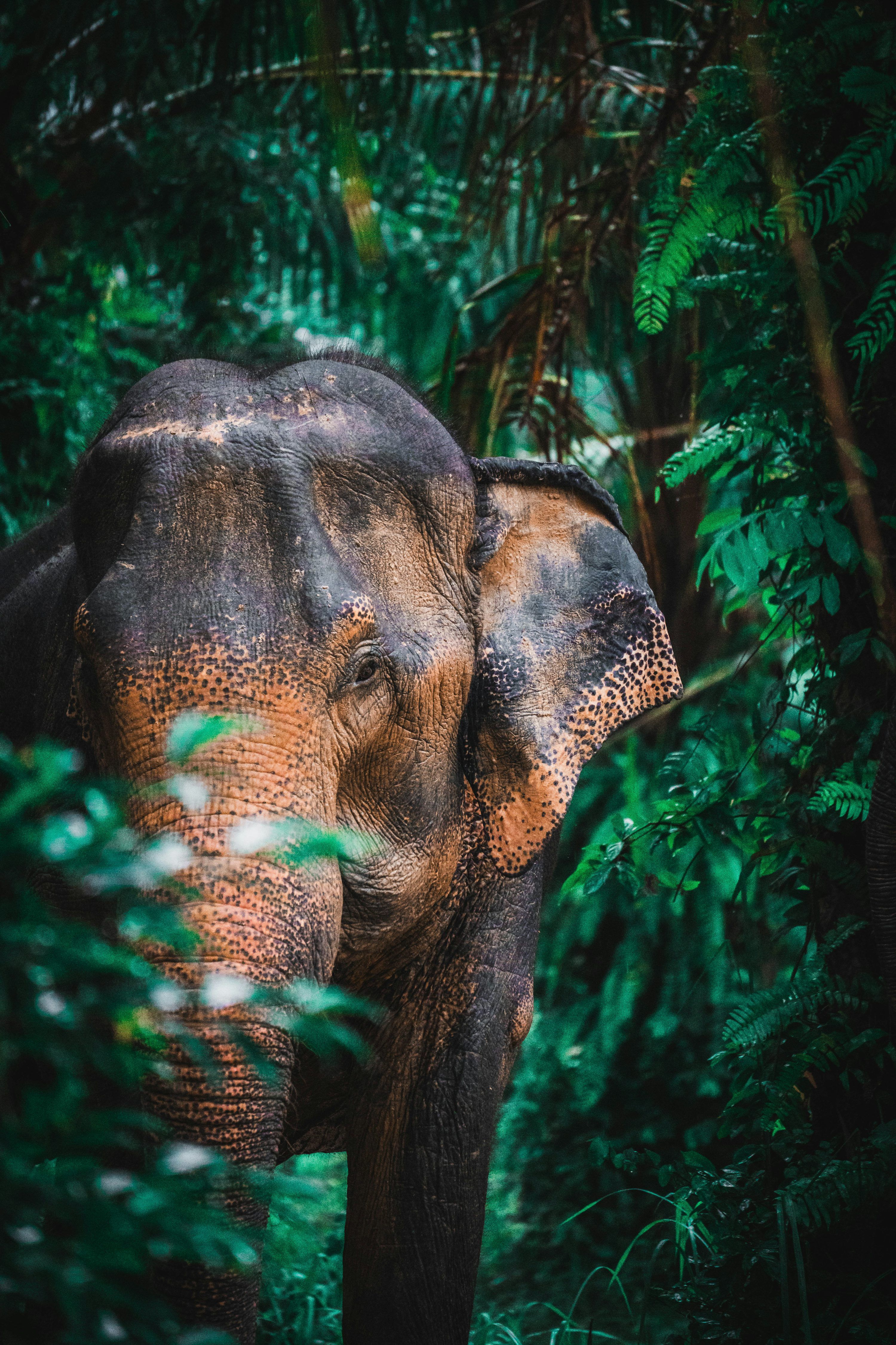 3000x4500 An elephant stands partially hidden in a lush green jungle
