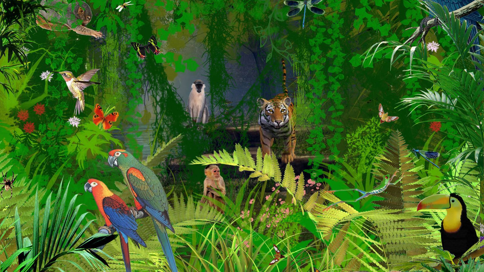 1600x900 Jungle animals in Costa rica Desktop wallpaper 1600x900