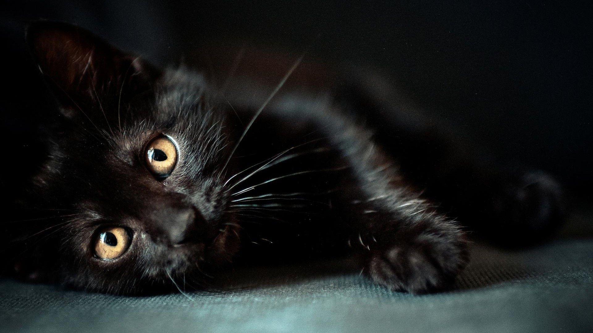 1920x1080 Cute Black Cat Desktop Wallpaper .