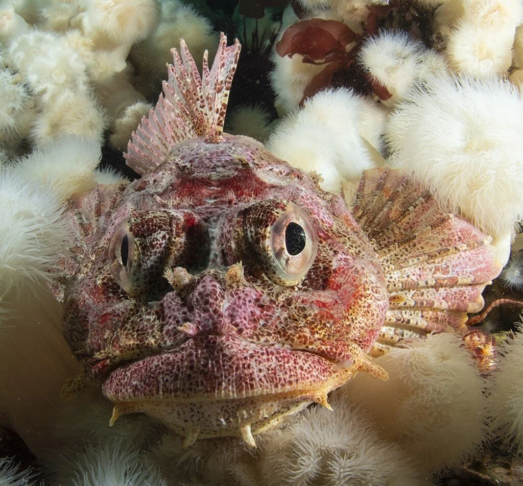 1024x952 Rockfish Facts