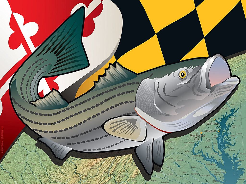 1024x768 Maryland Rockfish Art Print by Joe Barsin, 16x12