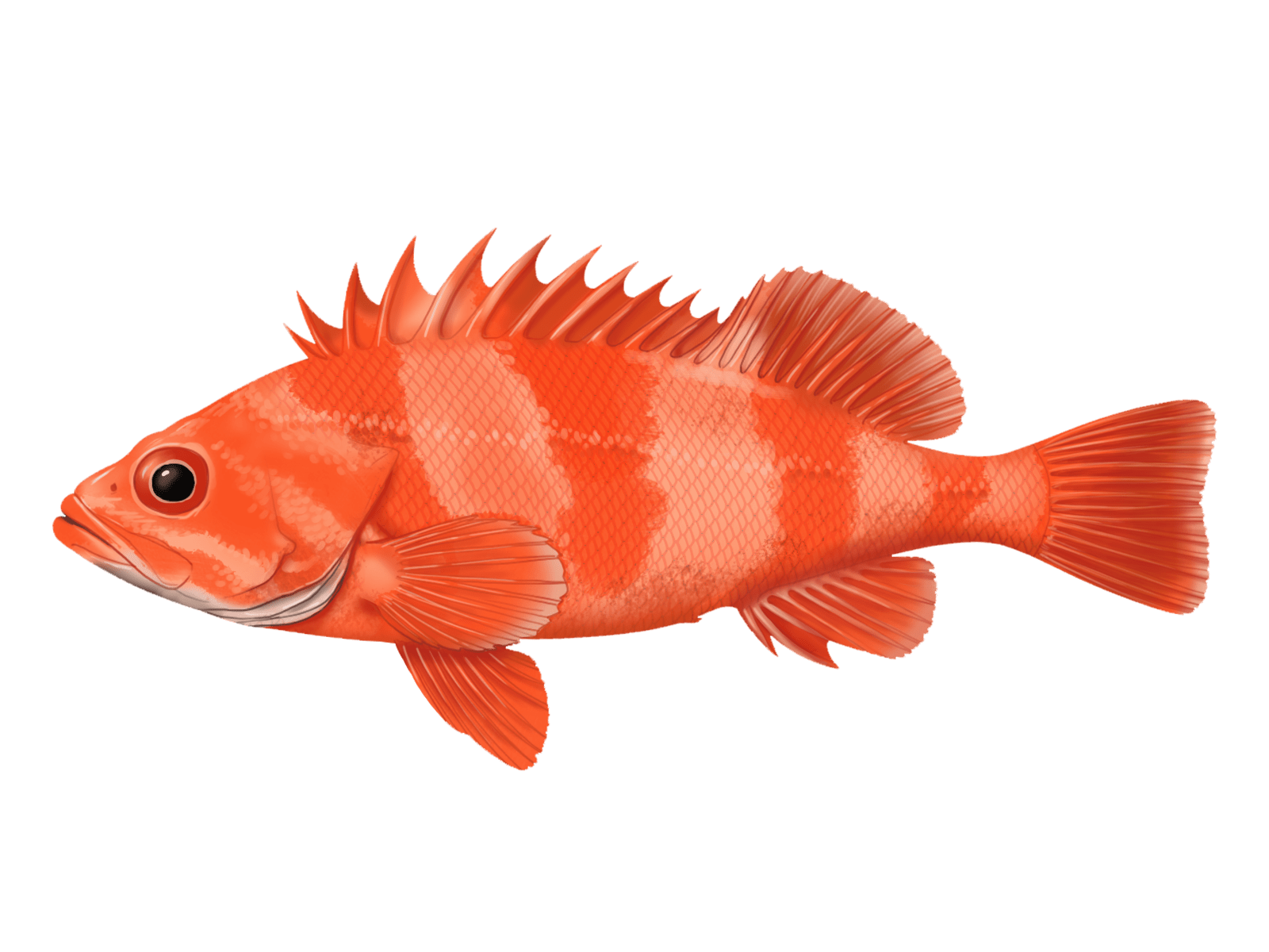 1600x1200 Rockfish Species