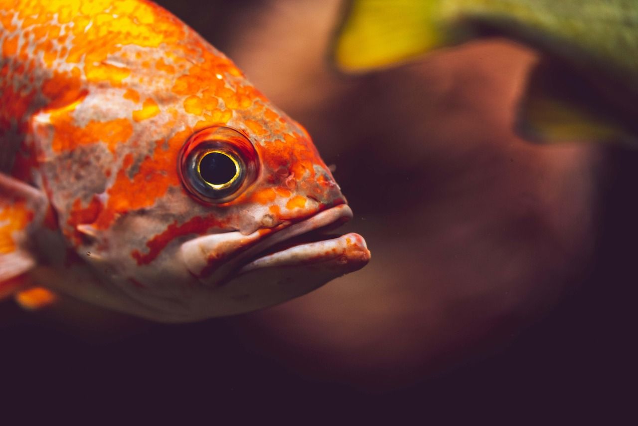 1280x854 Free Rockfish & Fish Image
