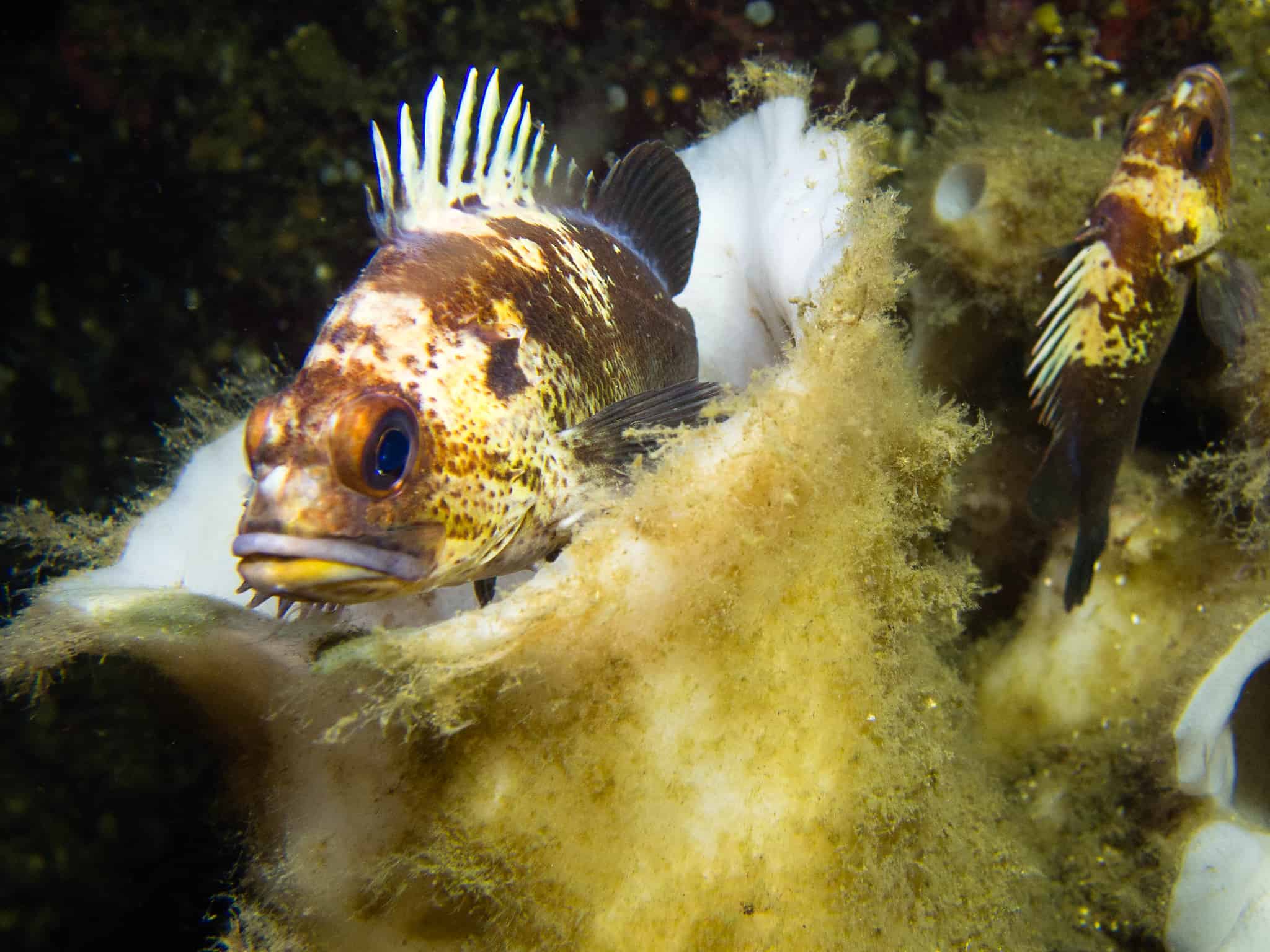 2048x1536 Rockfish: 10 Surprising Facts about the Catch of the Day