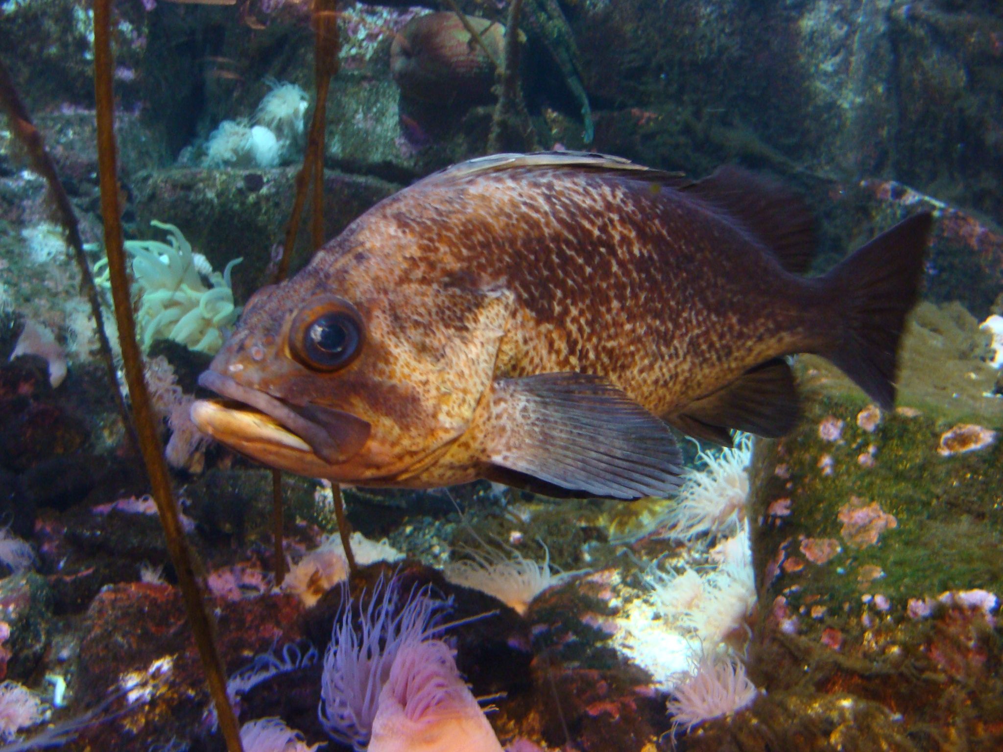 2048x1536 Quillback Rockfish Alaska Sealife