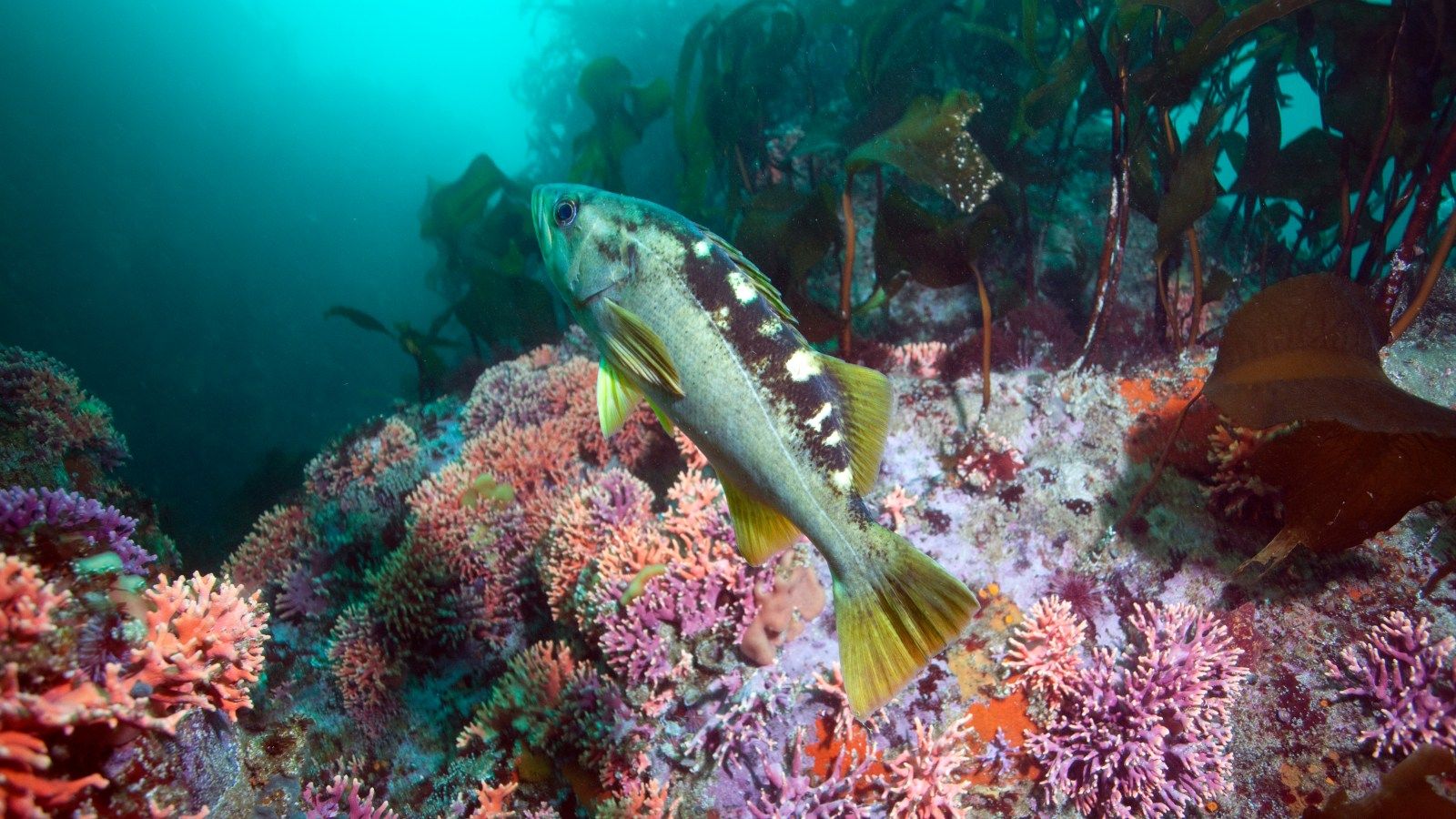 1600x900 Finding Sanctuary. Conserving rockfish: elders of the ocean