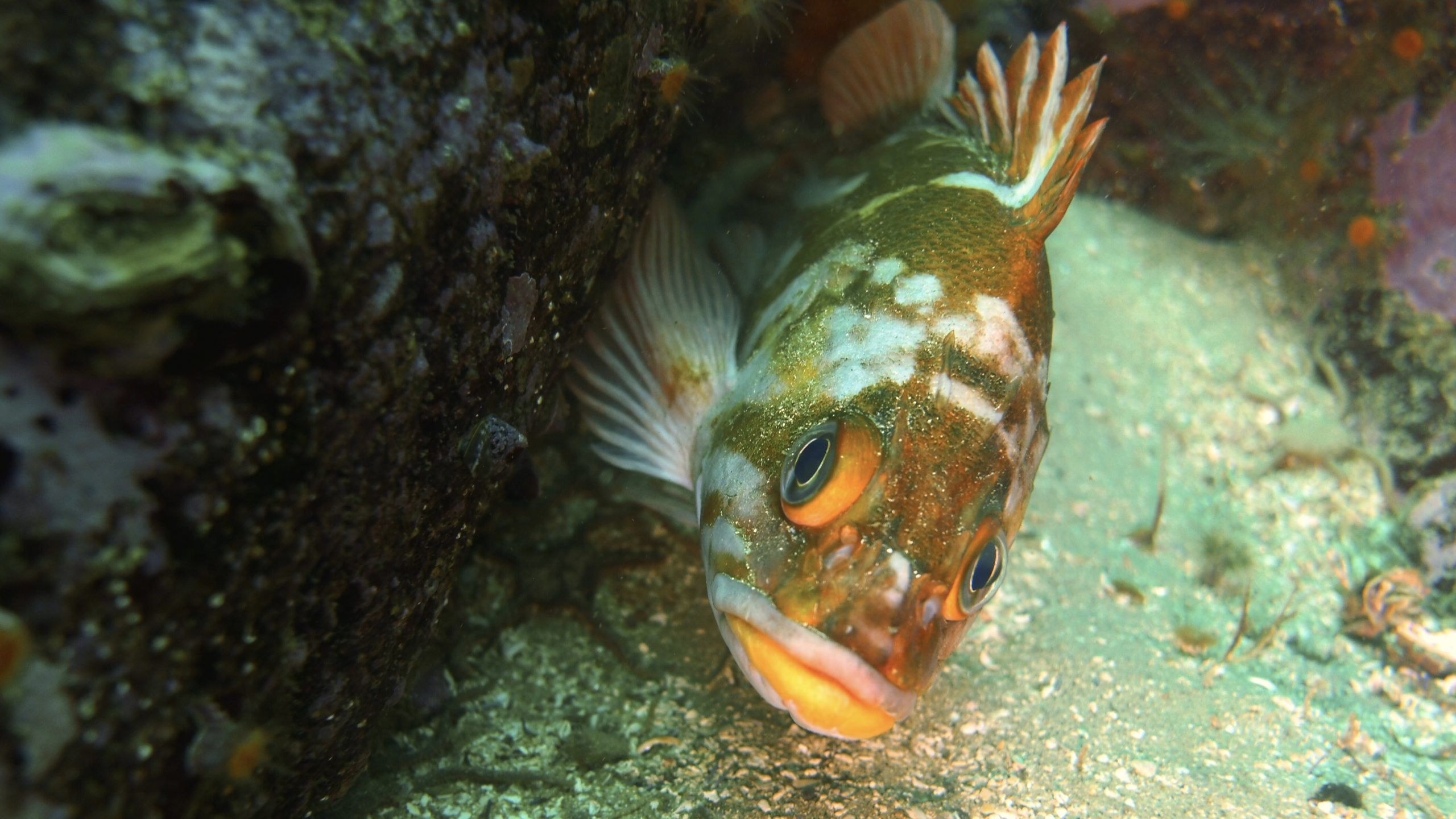 2560x1440 Sea Wonder: Copper Rockfish. National Marine Sanctuary Foundation