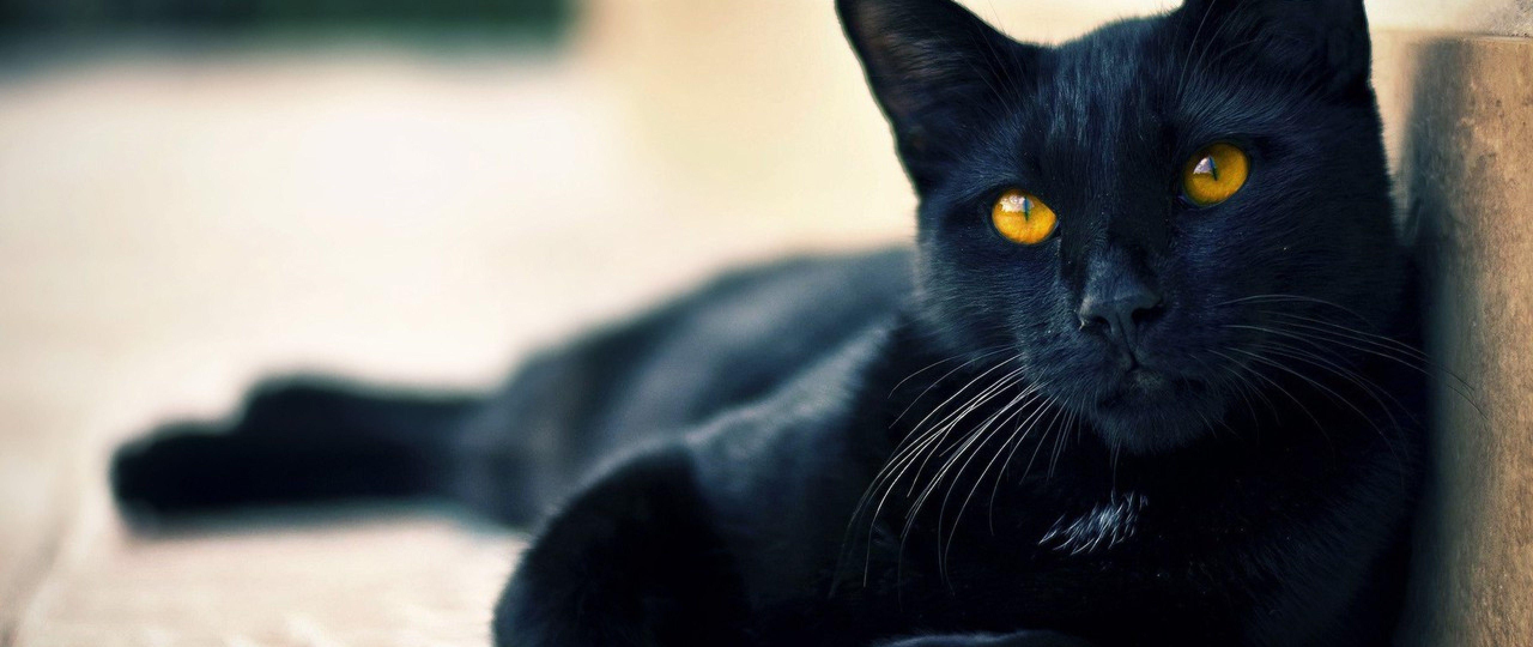 5120x2160 Black Cat HD Computer Wallpaper .