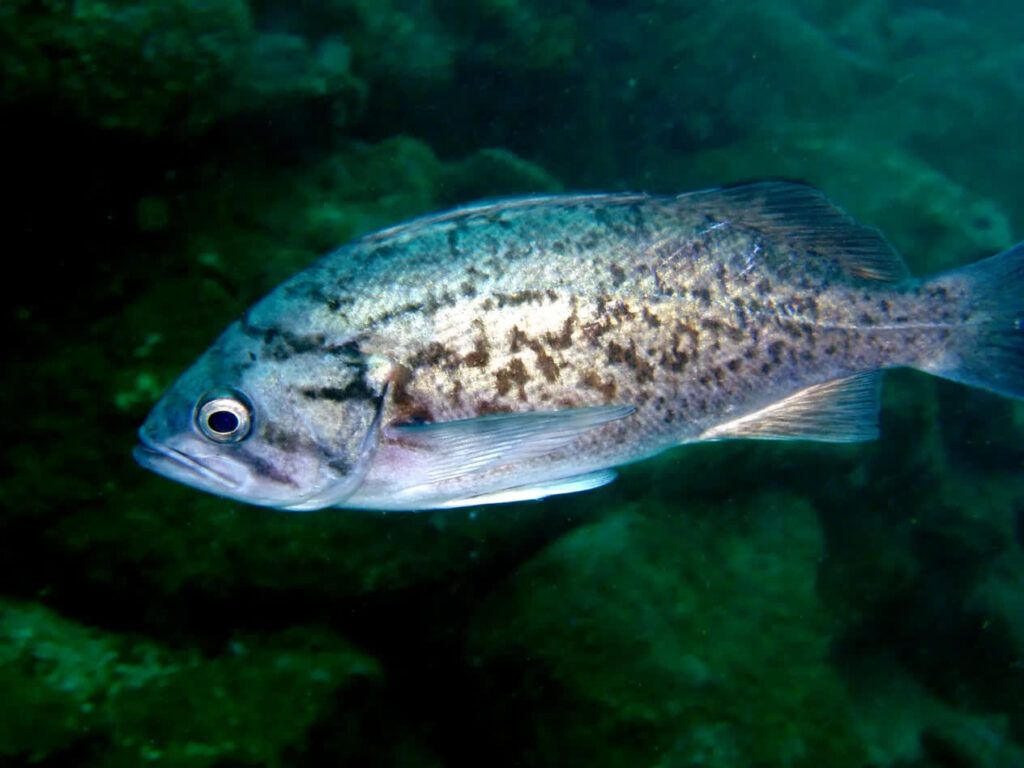 1024x768 Blue rockfish. Mote Marine Laboratory & Aquarium