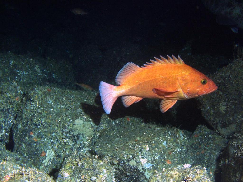 1024x768 Are yelloweye rockfish on the path to recovery?. Encyclopedia of Puget Sound