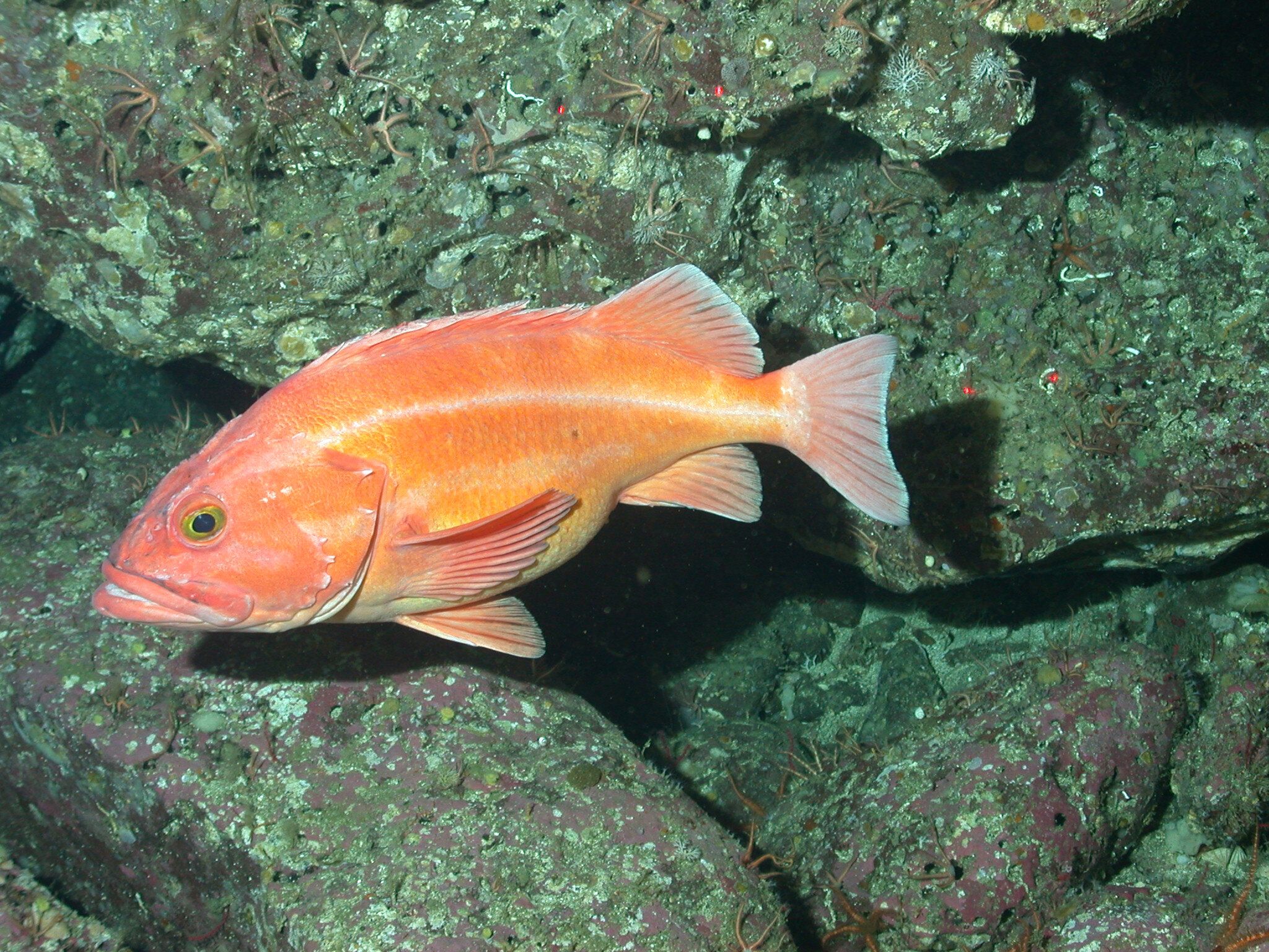 2048x1536 Genome comparison of 88 rockfish species pinpoints genes associated with a long lifespan