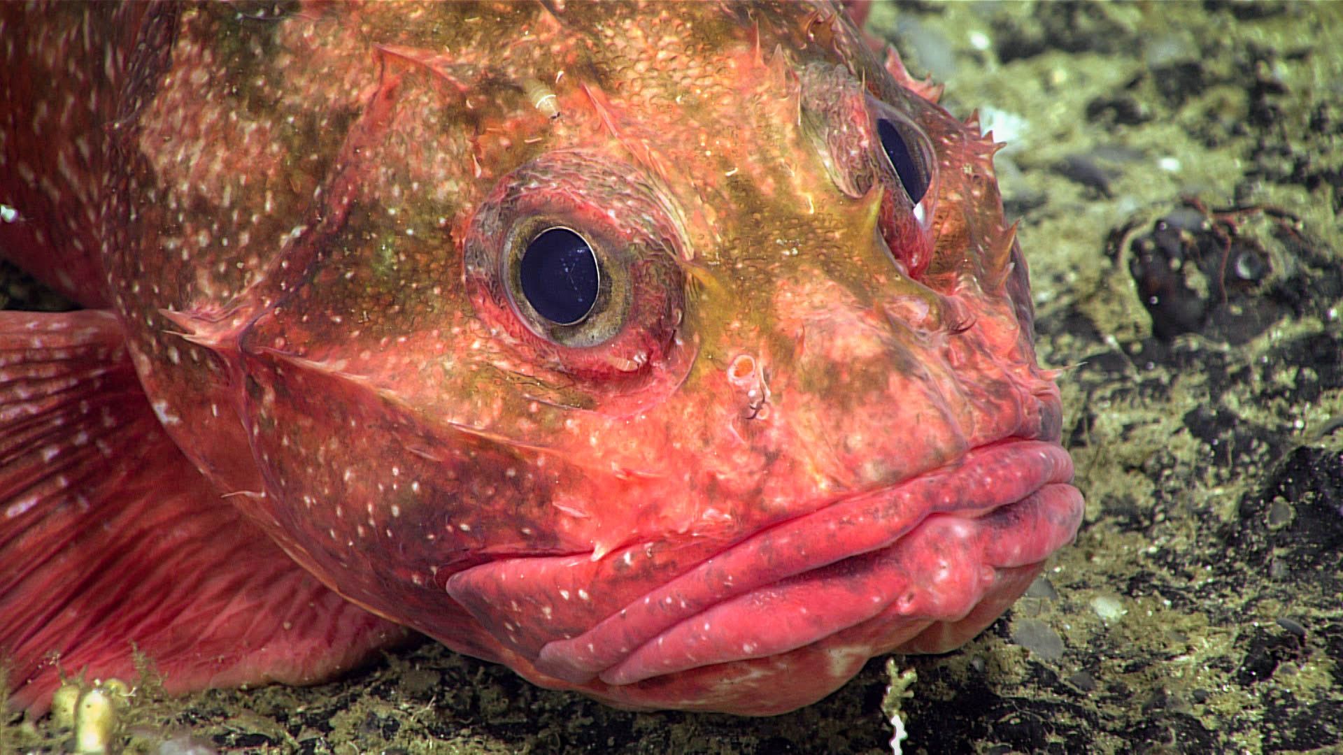 1920x1080 Spiny Rockfish Ocean Exploration