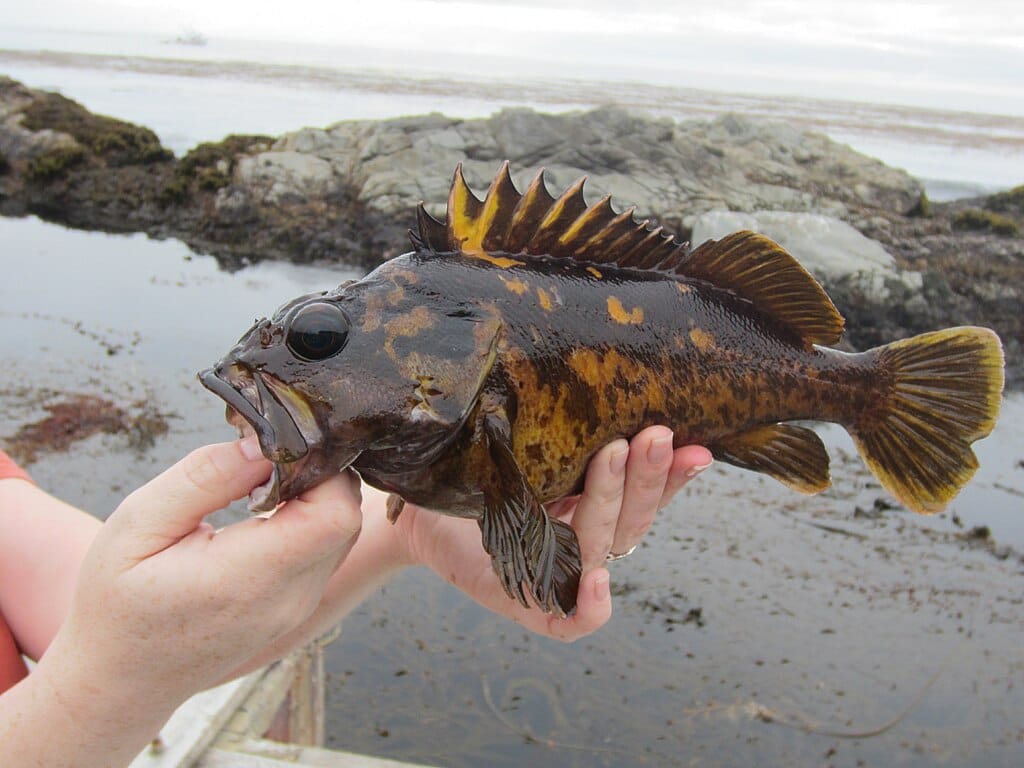 1024x768 How To Fish For Rockfish: A Complete Guide To Catching These Popular Bottom Dwelling Fish