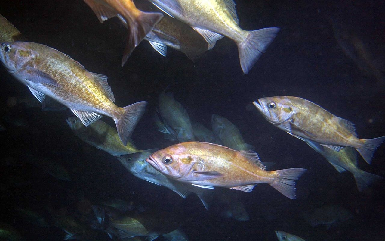 1280x800 Widow Rockfish