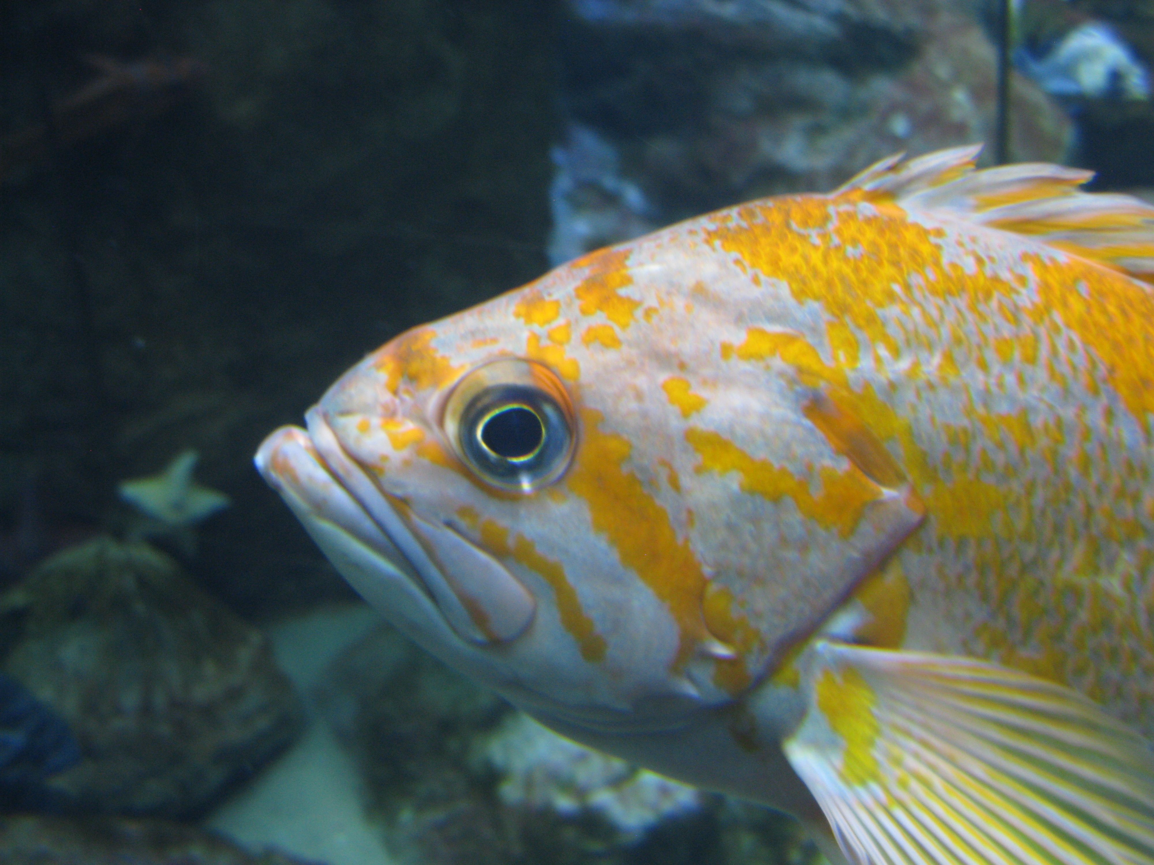 4000x3000 canary rockfish