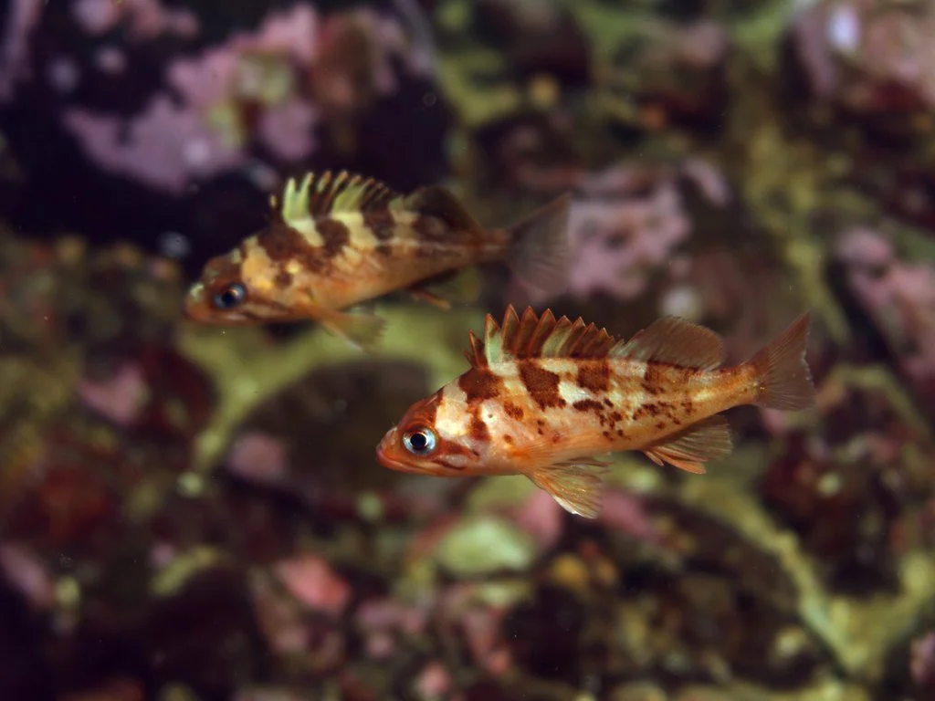 1024x768 Improving Rockfish Recovery Through Genetics