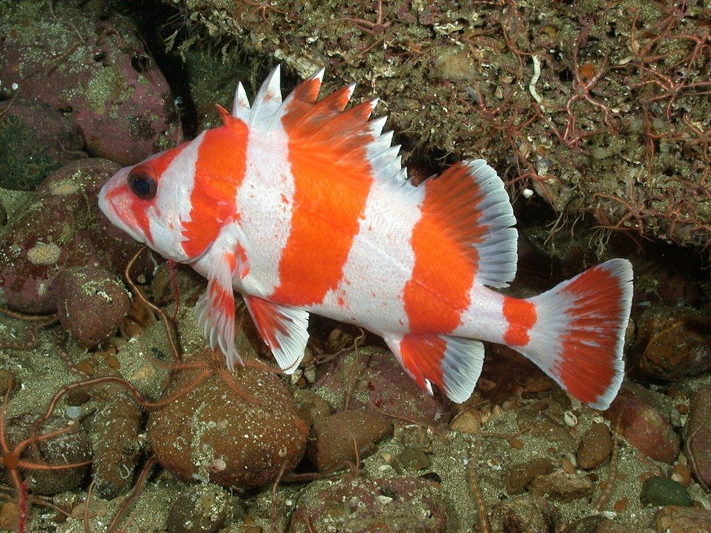 1024x768 fish2526. Flag rockfish with brittlestars Image ID: fish252