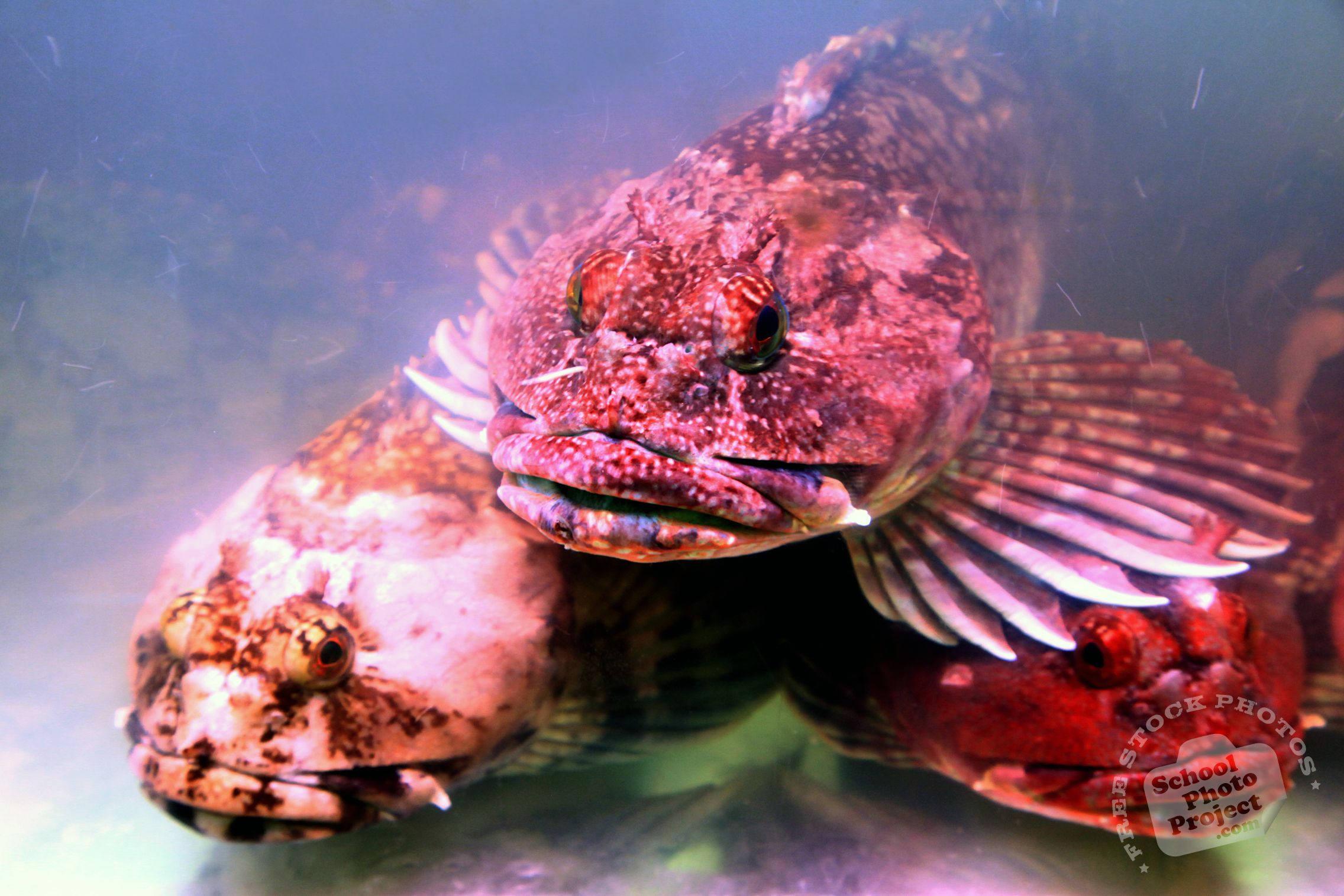 2272x1515 Stonefish, FREE , Image, Picture: Venomous Rockfish, Lionfish, Royalty Free Animal Graphy