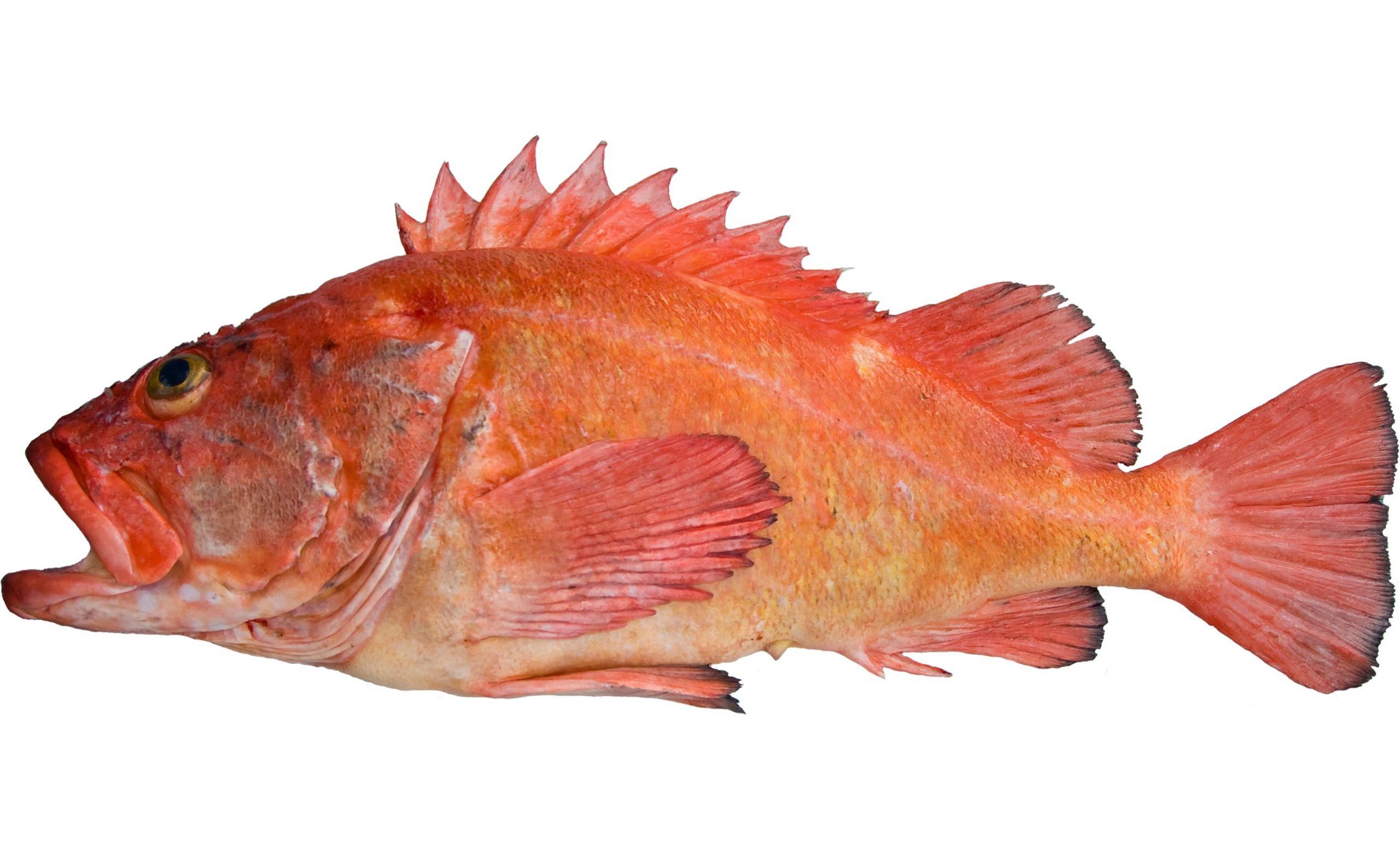 2560x1555 Fish ID Tools