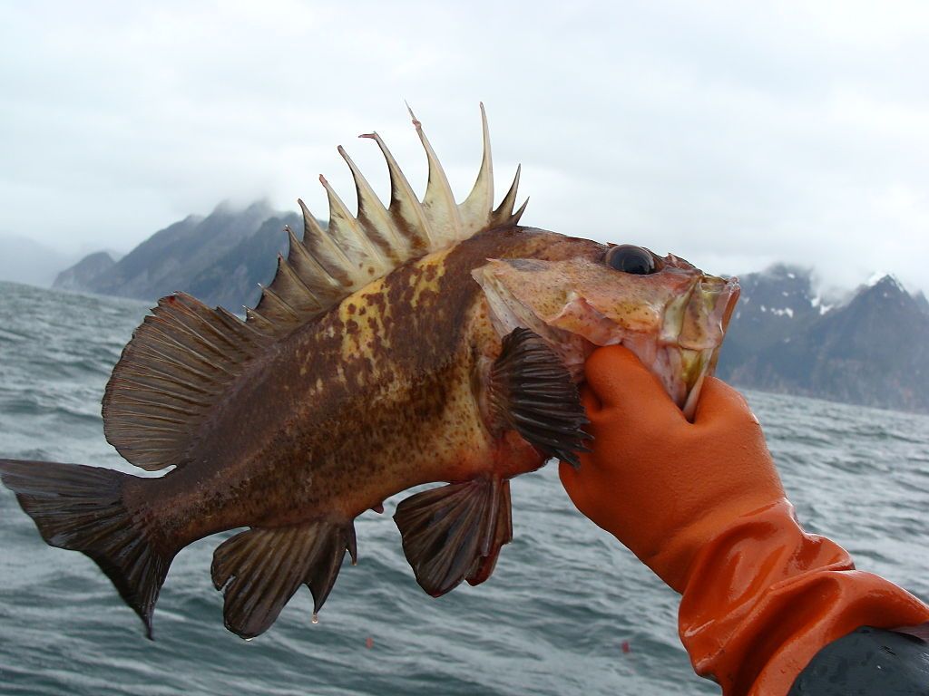 1024x768 Sportfishing: Rockfish regulation changes are coming