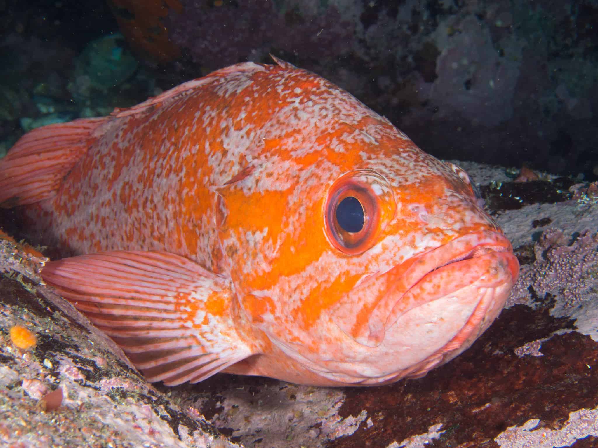 2048x1536 Rockfish: 10 Surprising Facts about the Catch of the Day