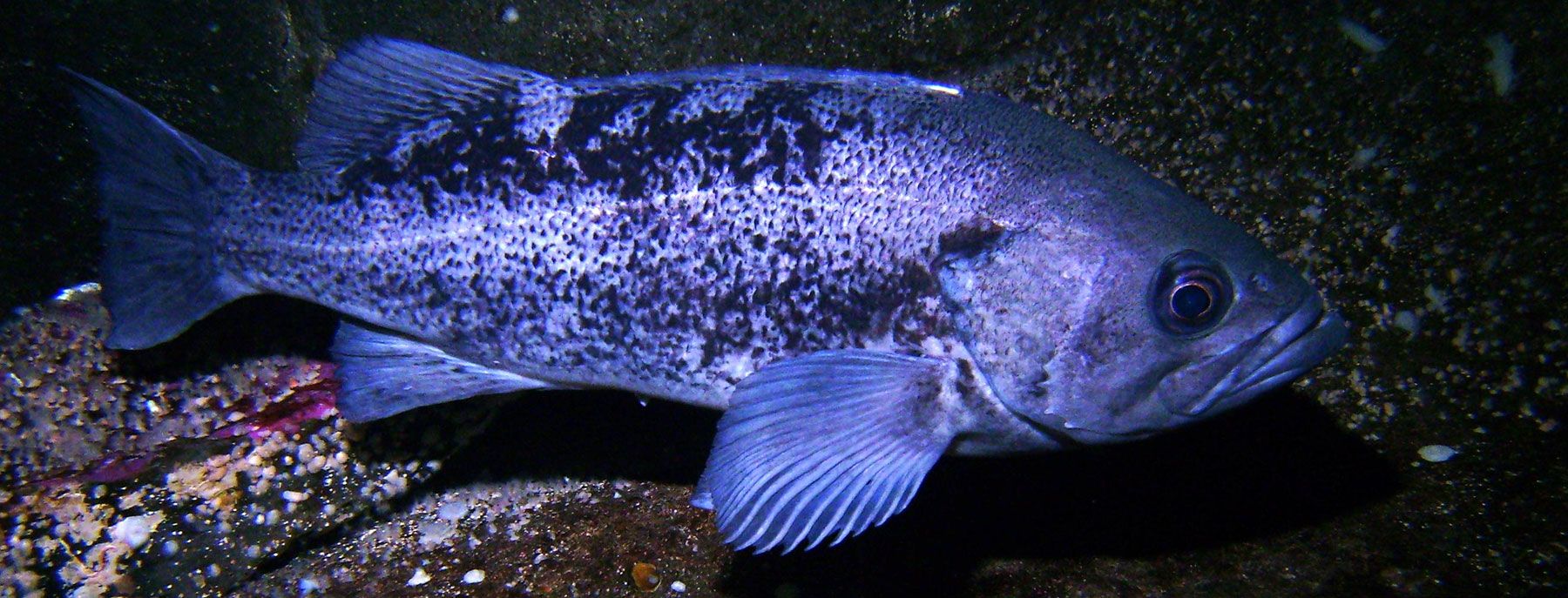 1800x687 Rockfish Fishing. Oregon Dept of Fish & Wildlife