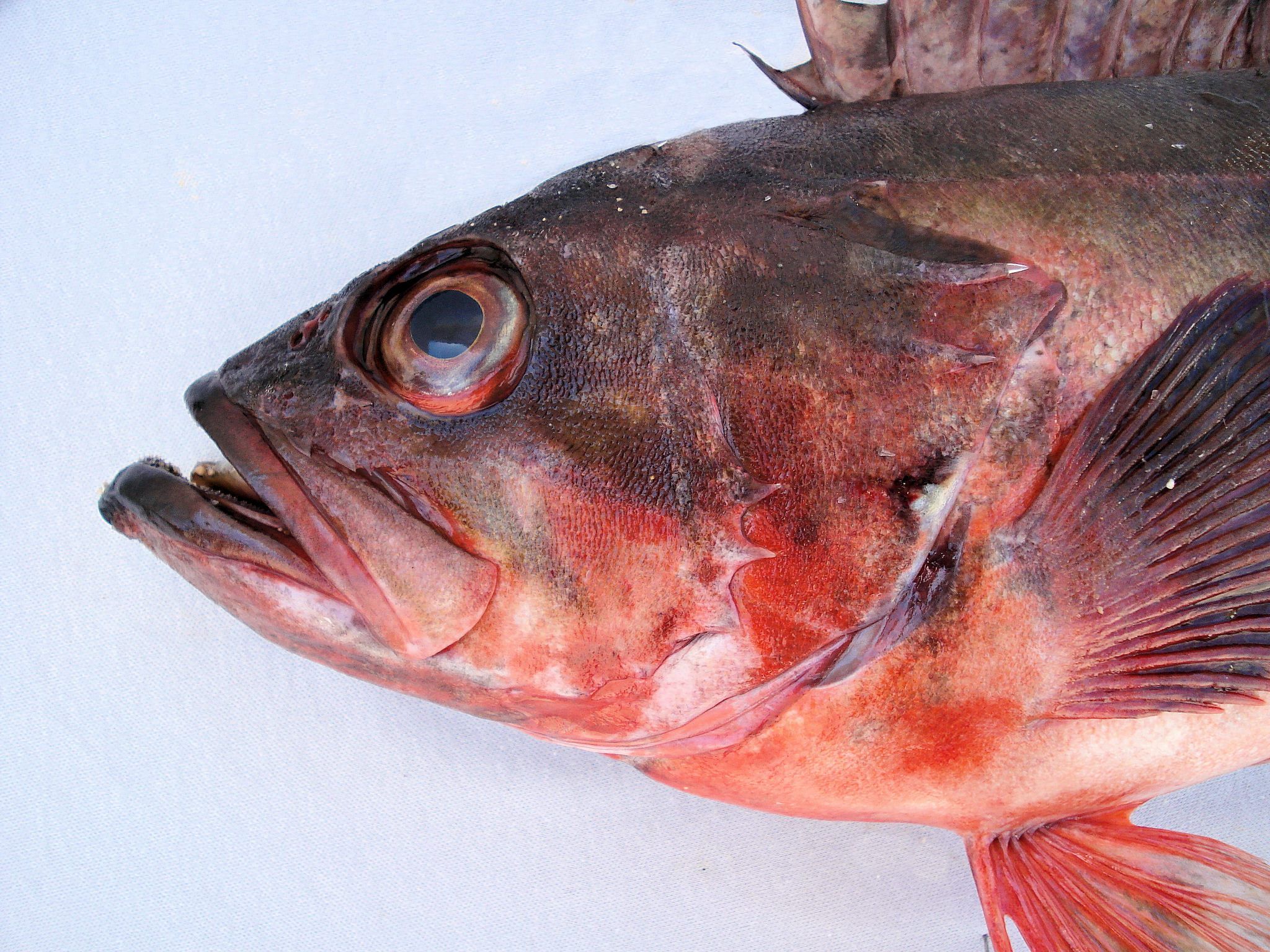 2048x1536 Mexican Rockfish. Mexican