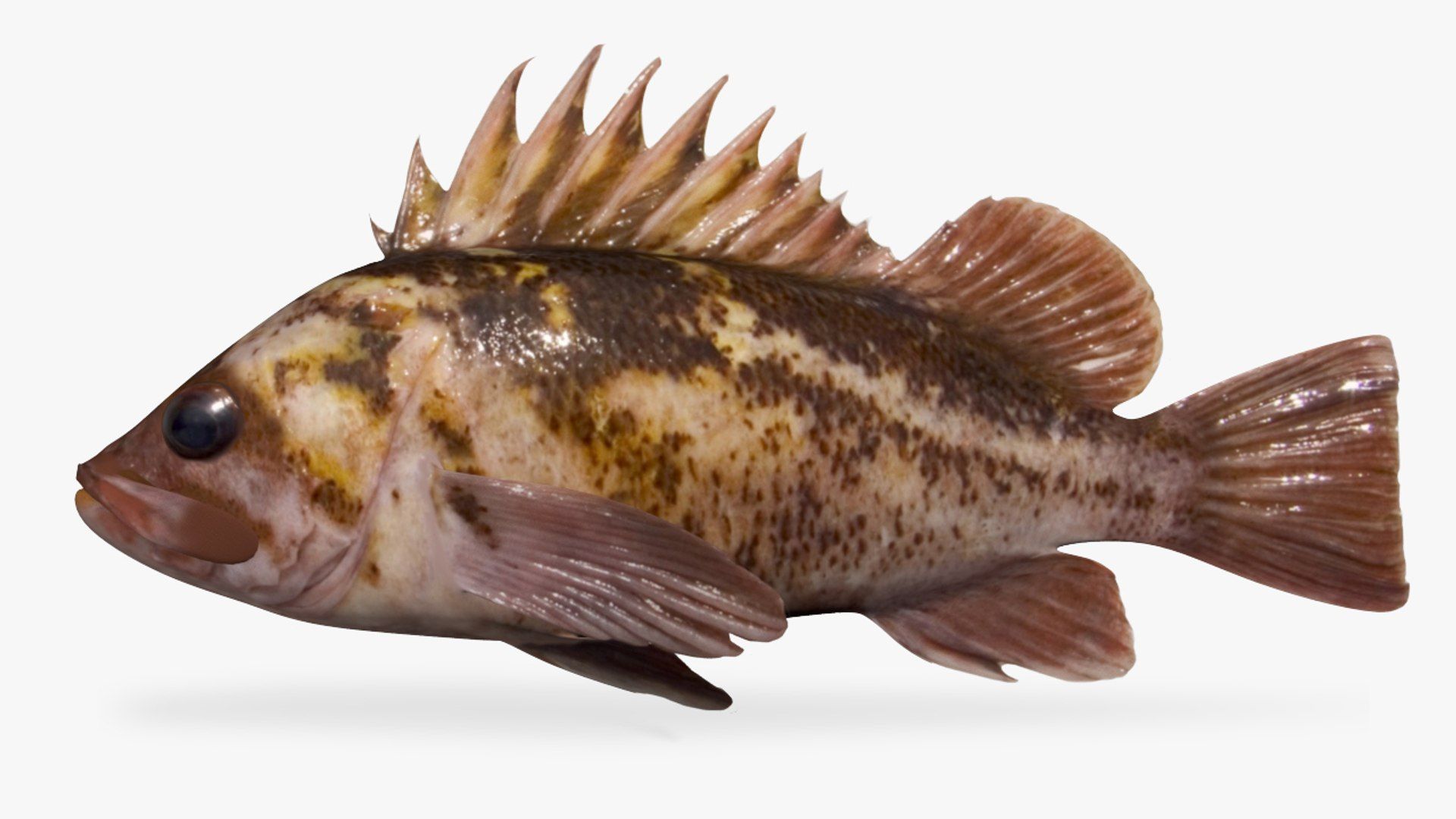 1920x1080 3D Copper Rockfish Model
