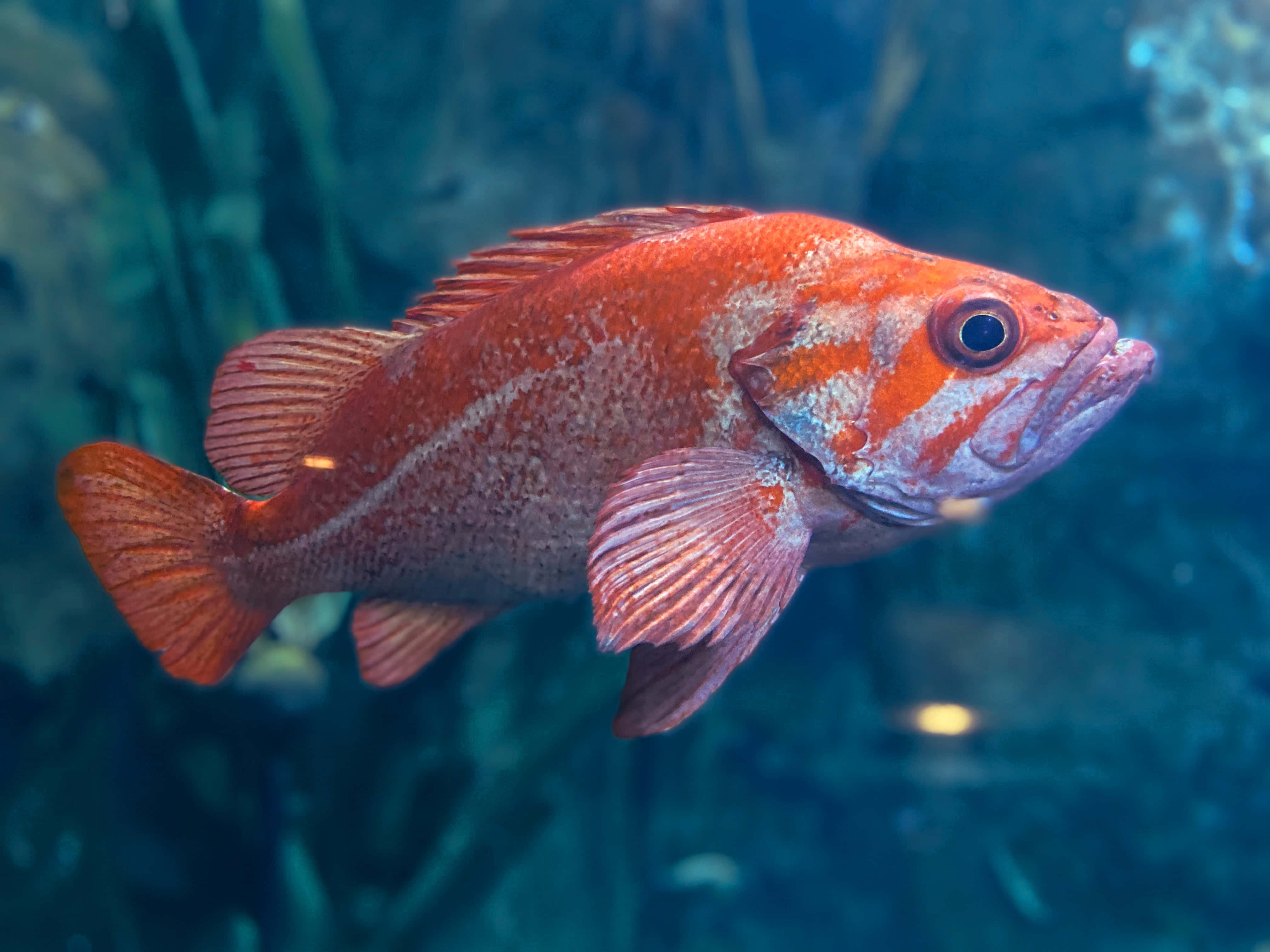 4032x3024 Download Fish Background