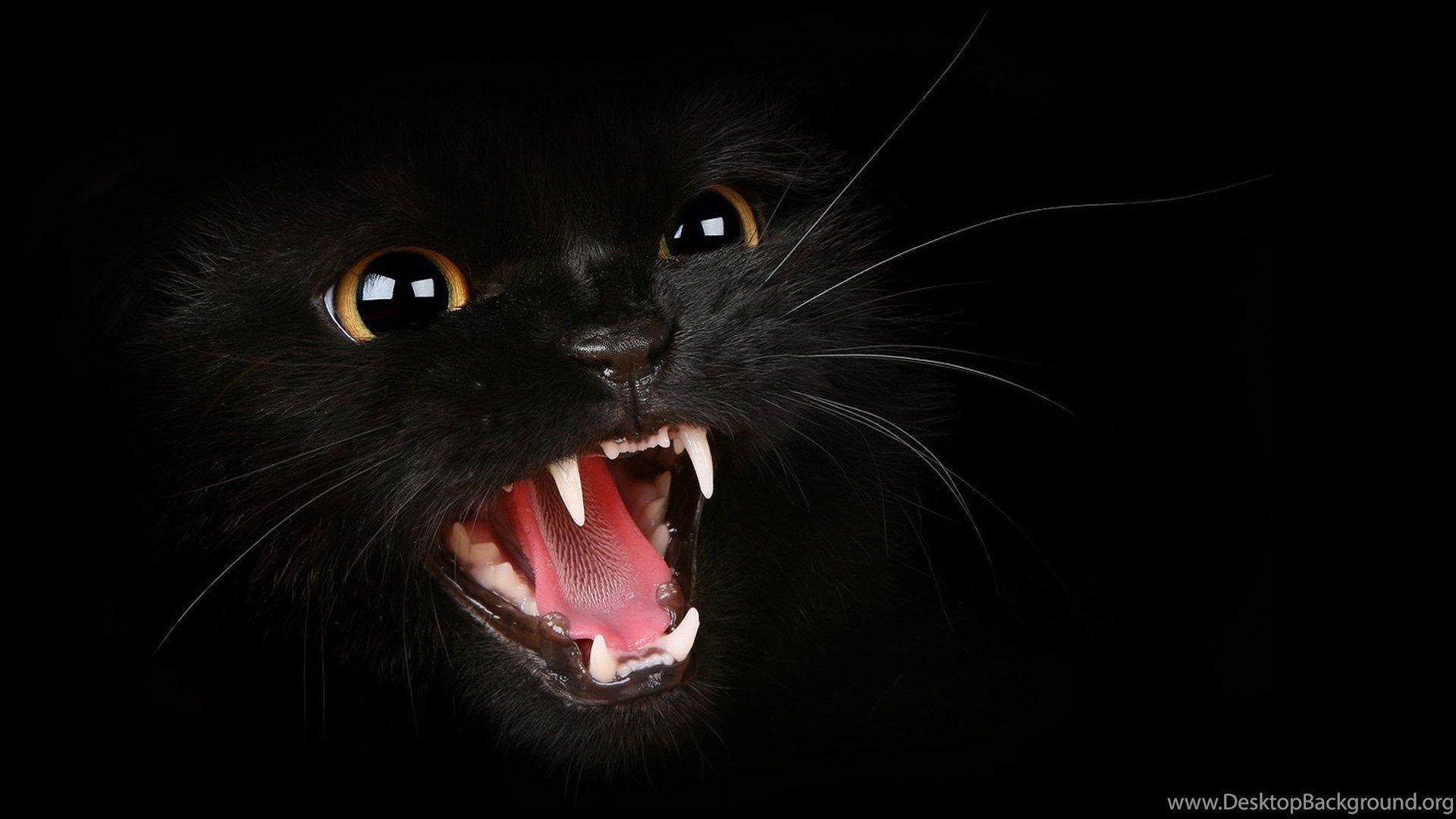 1920x1080 Wild Black Cat HD Wallpaper Cute Cat Wallpaper Desktop Background