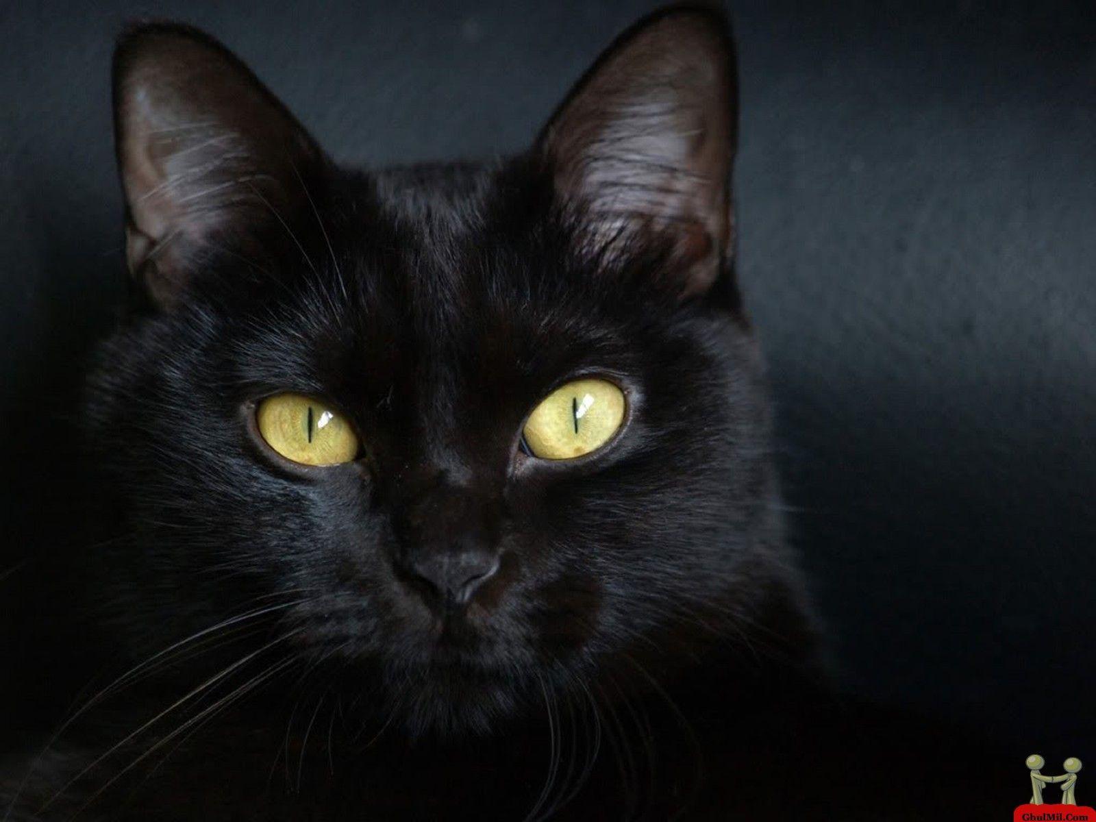 1600x1200 Black Cats Wallpaper