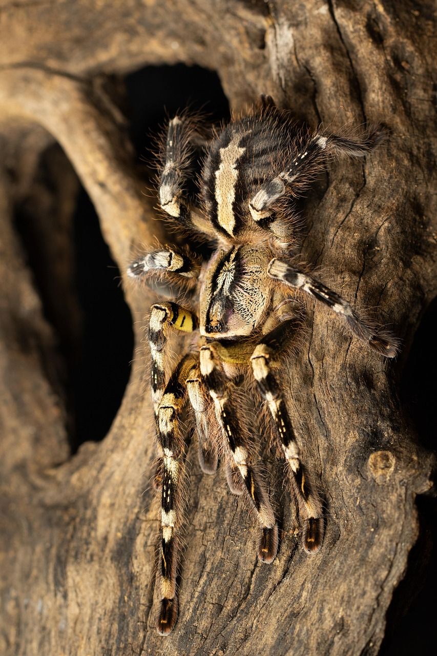 853x1280 Free Poecilotheria & Tarantula Image