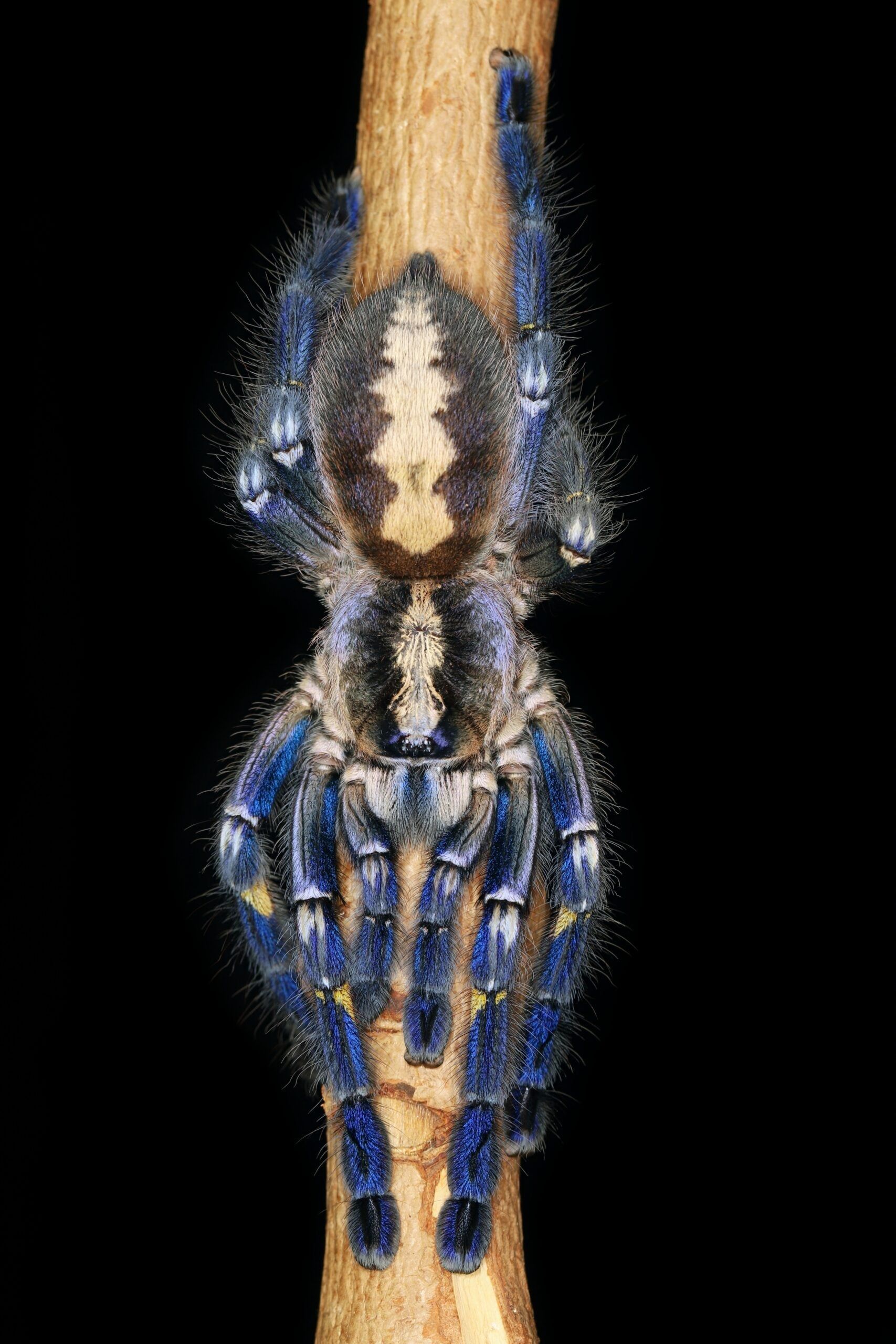 1707x2560 Poecilotheria metallica