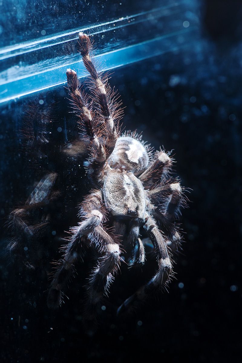 800x1200 Indian Ornamental Tarantula
