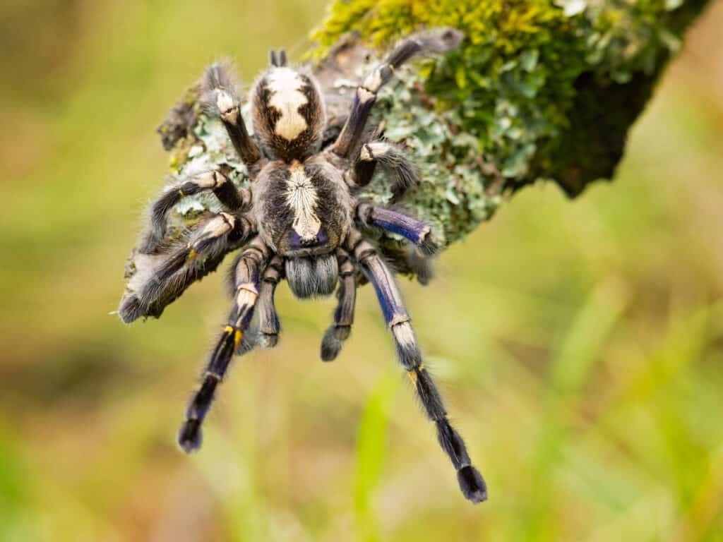 1024x768 Gooty Sapphire Tarantula Animal Picture. A Z Animals