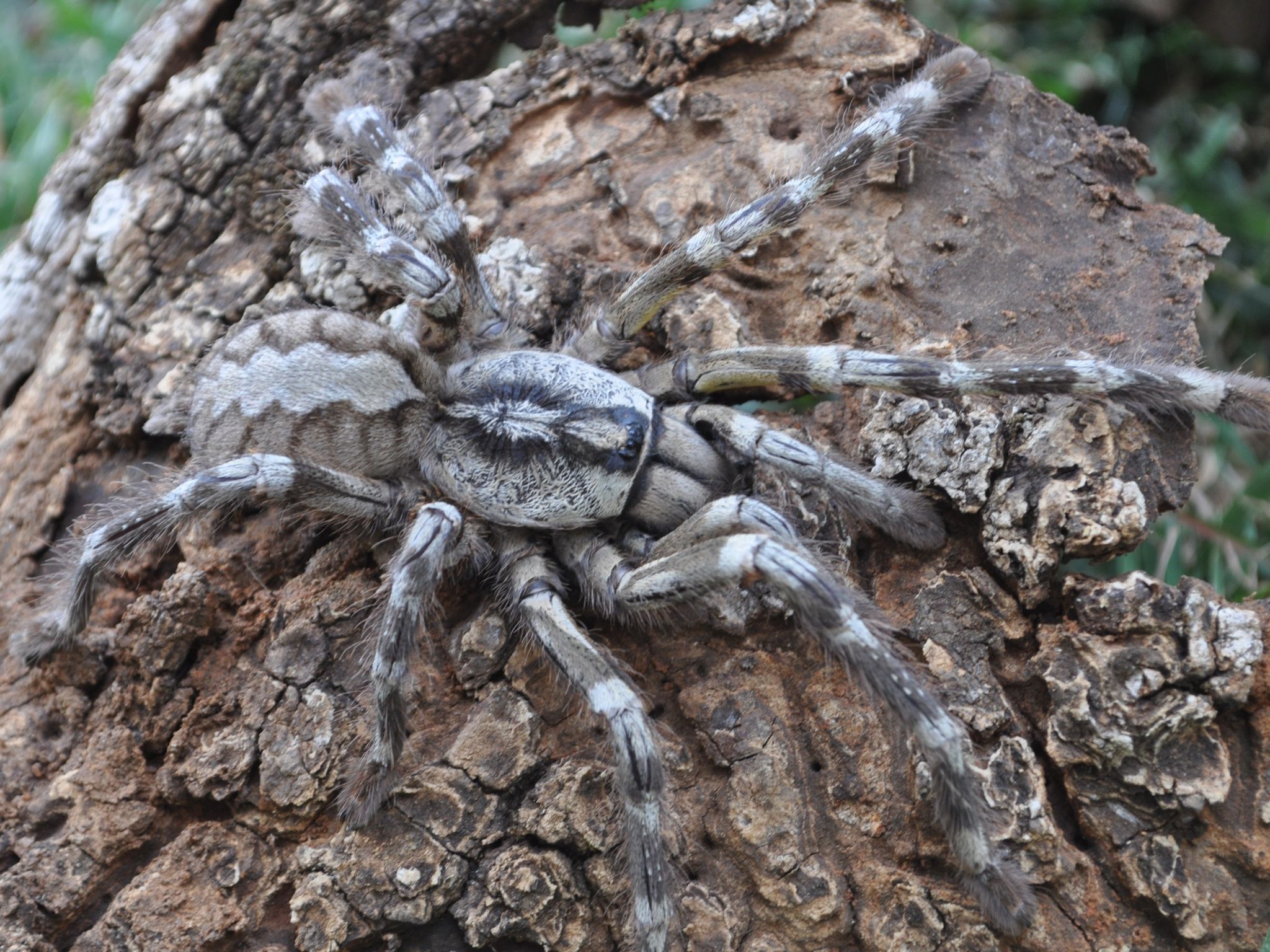 2048x1536 Big Newly Discovered Tarantula