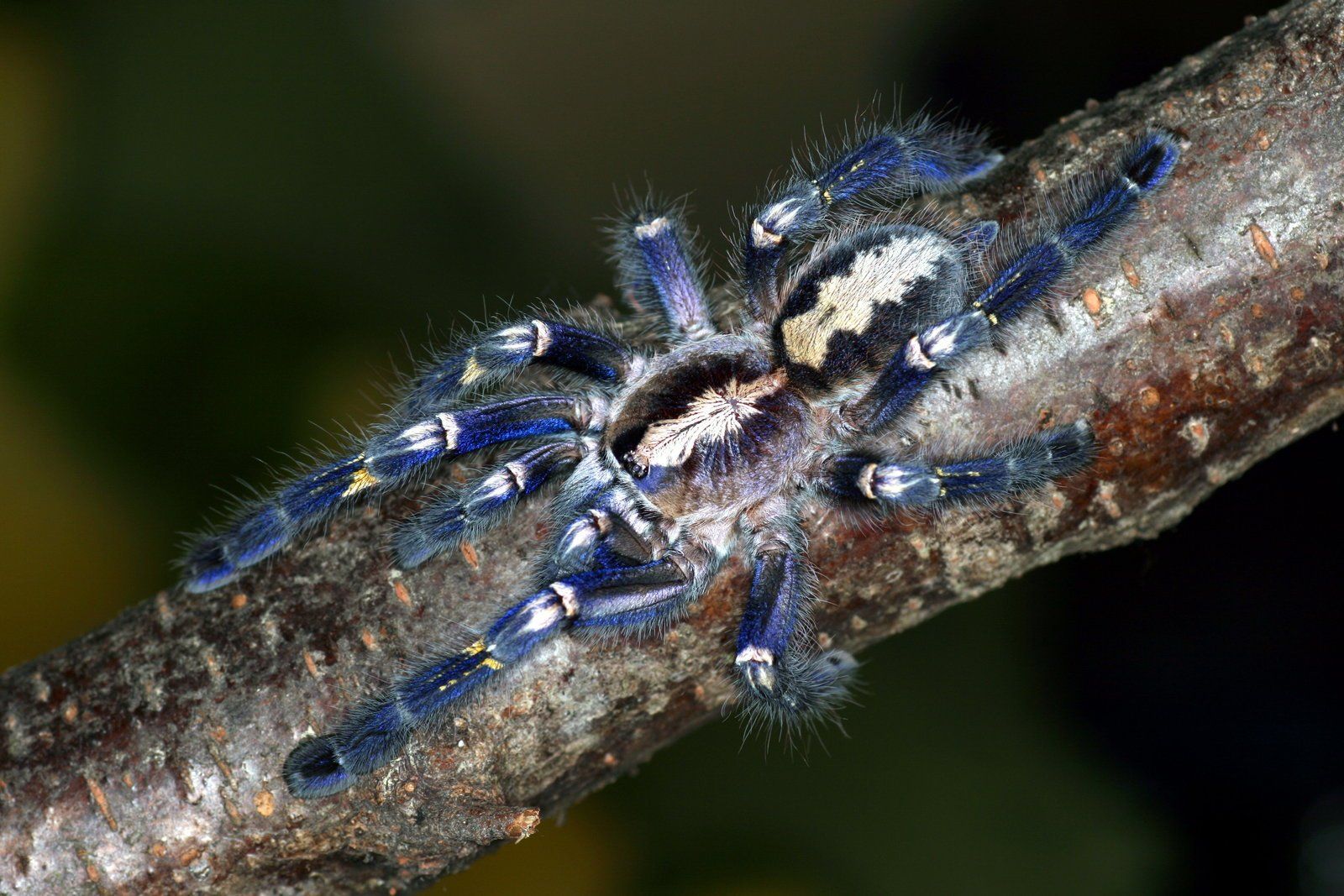 1600x1067 HD Tarantula Majesty: Nature's Vibrant Arachnid Wallpaperx1067