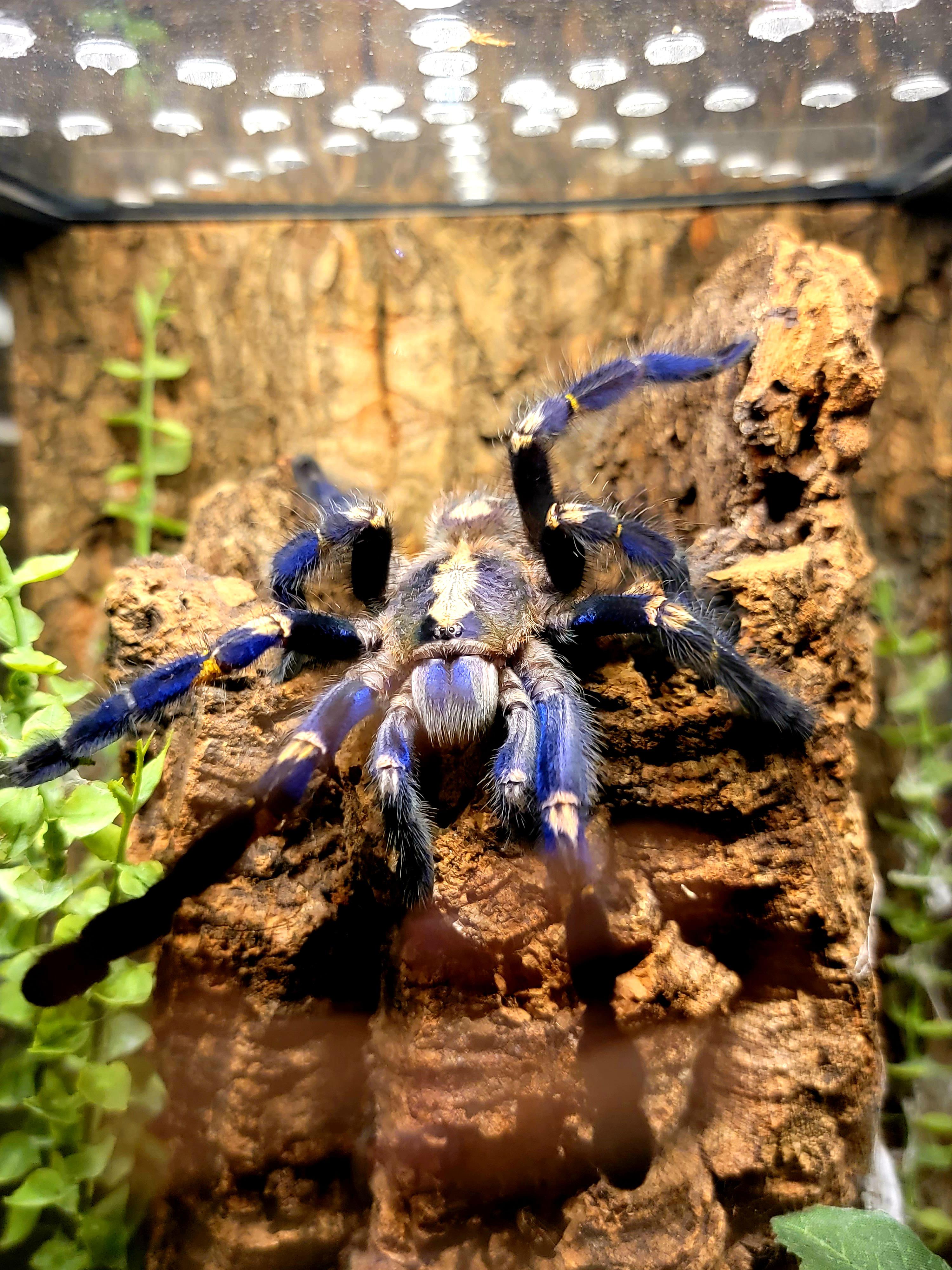 3000x4000 of my 4 Poecilotheria metallica posing for the shot like she do. The others always hide, but she is always out. She even comes up to the door or lid when