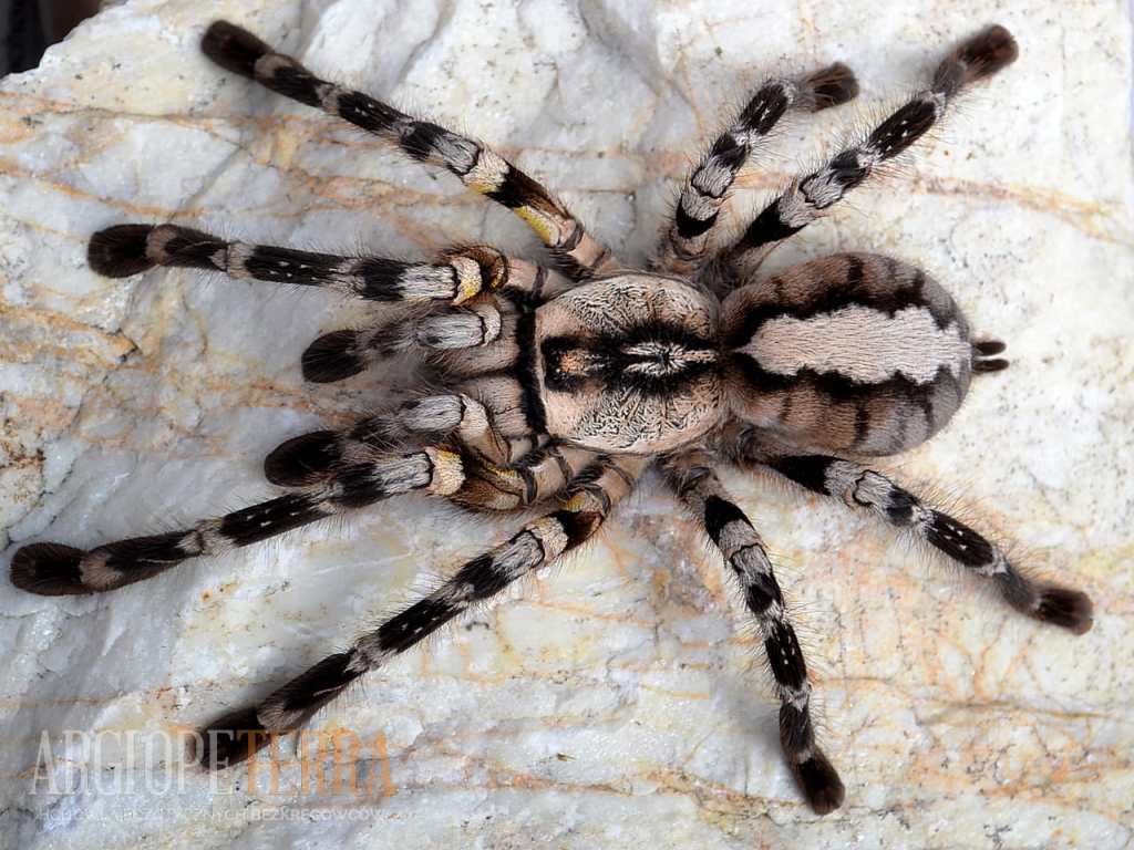 1024x768 The Majestic Ornamental: Unveiling the Beauty and Mystery of Poecilotheria regalis