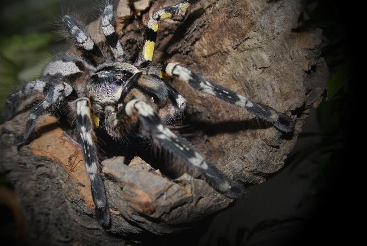 1280x857 Free Poecilotheria Striata & Nature Image