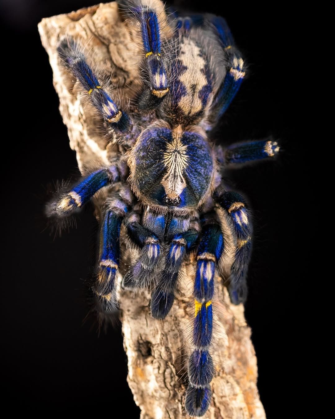 1080x1350 Gooty Sapphire Ornamental Tarantula (Poecilotheria Metallica)