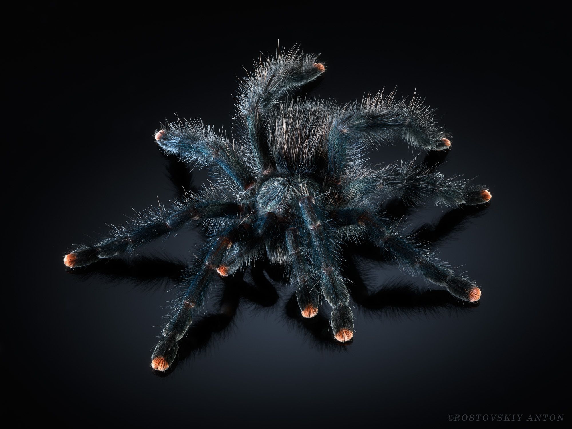 2000x1500 Free macro Full HD wallpaper for desktop and phone