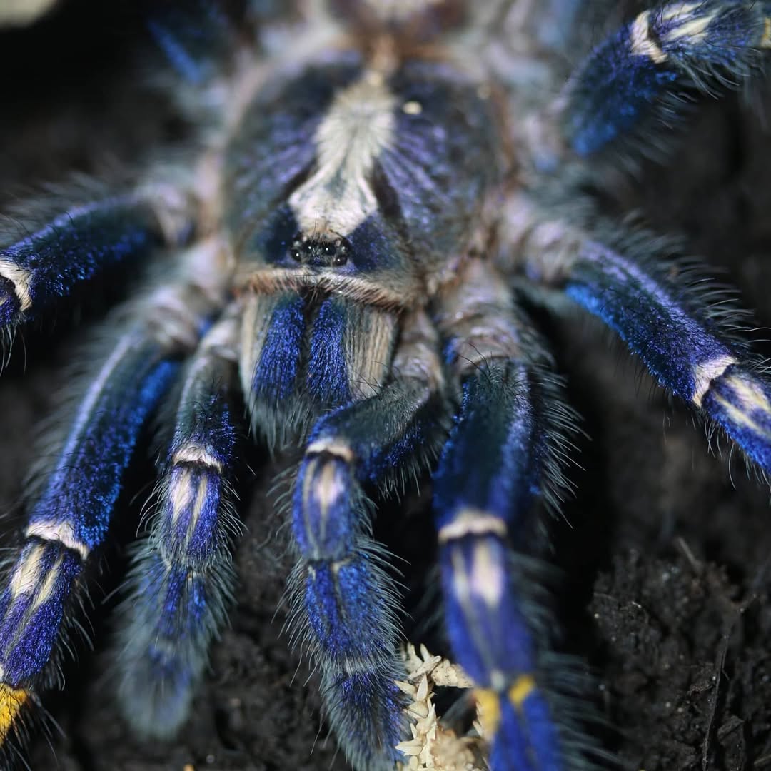 1080x1080 Gooty Sapphire Ornamental Tarantula (Poecilotheria Metallica)