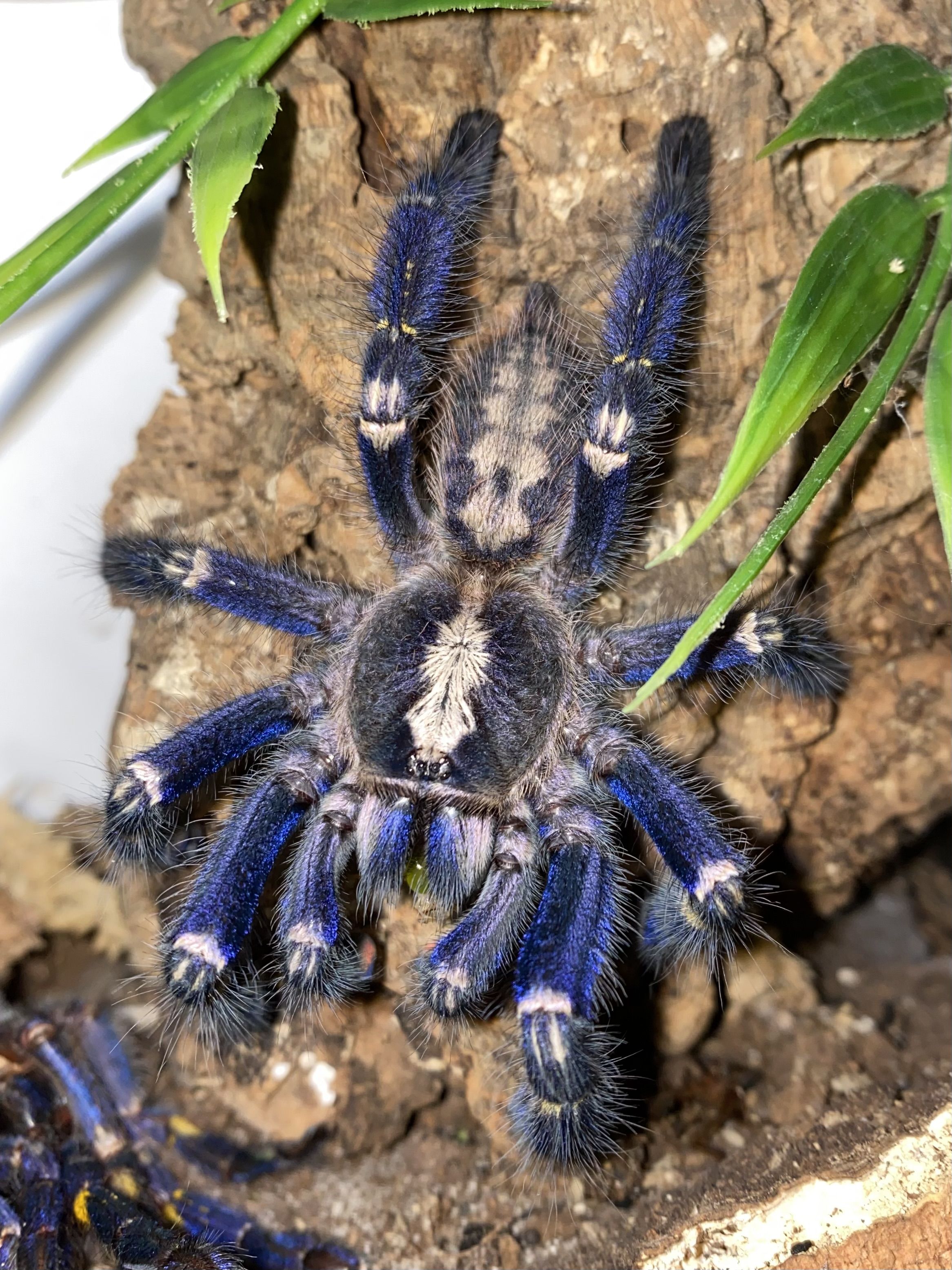 2333x3111 The Sapphire Jewel: A Guide to Poecilotheria metallica