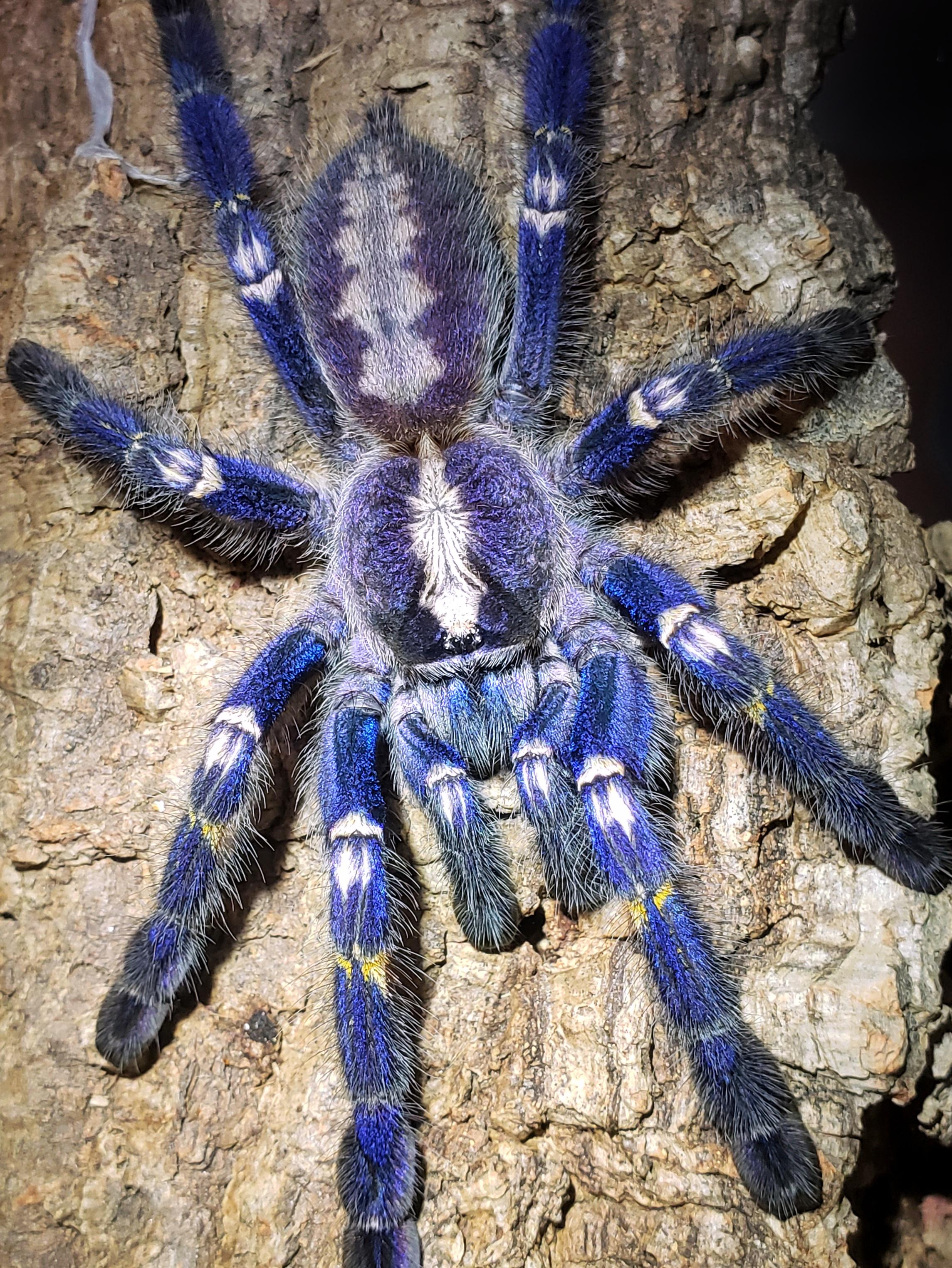 2289x3048 1 2 Year Old P. Metallica. This Lady Is Always Out, One Of The Boldest Spiders In The House